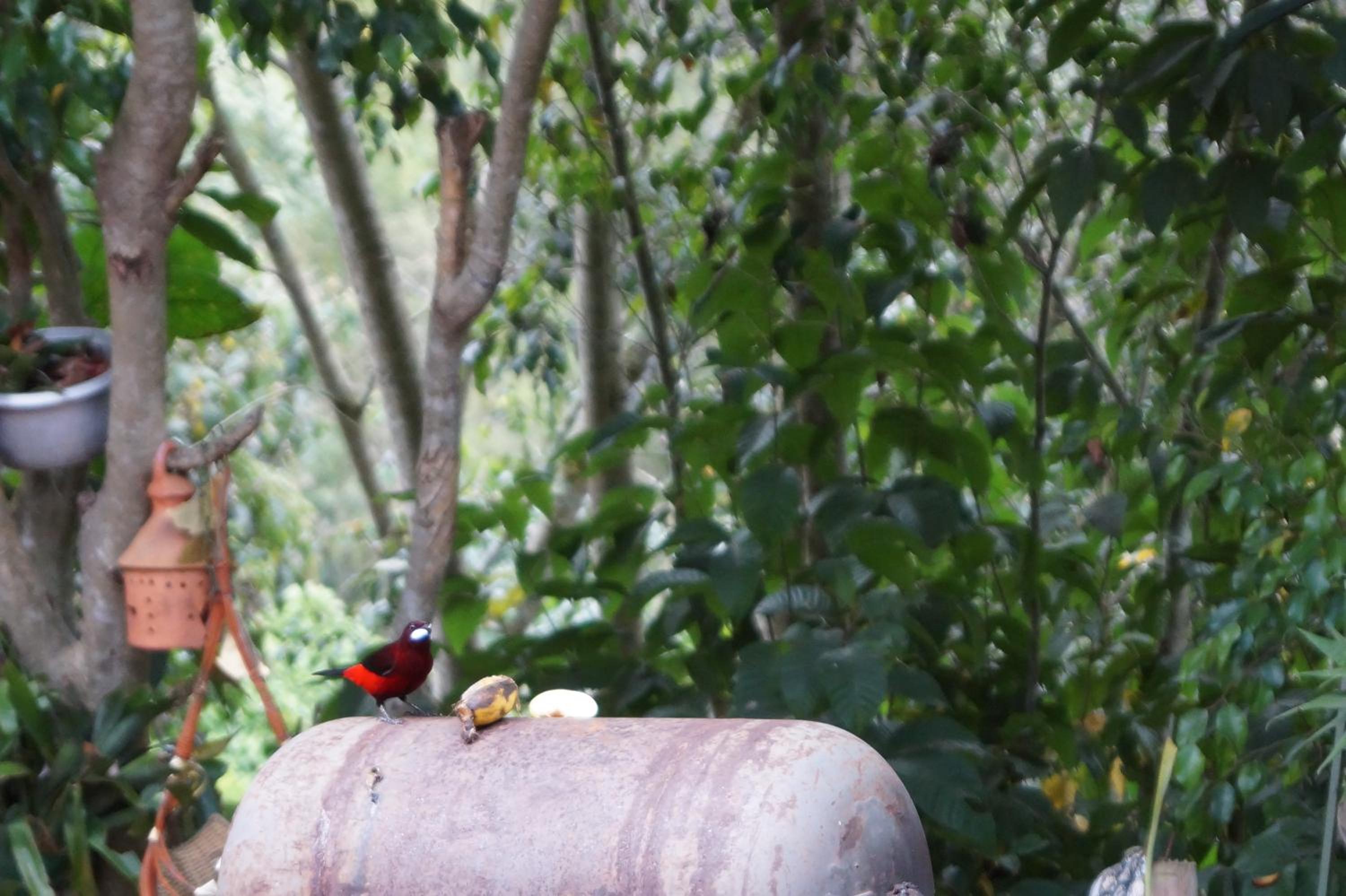 Skale Peregrino, photo 66