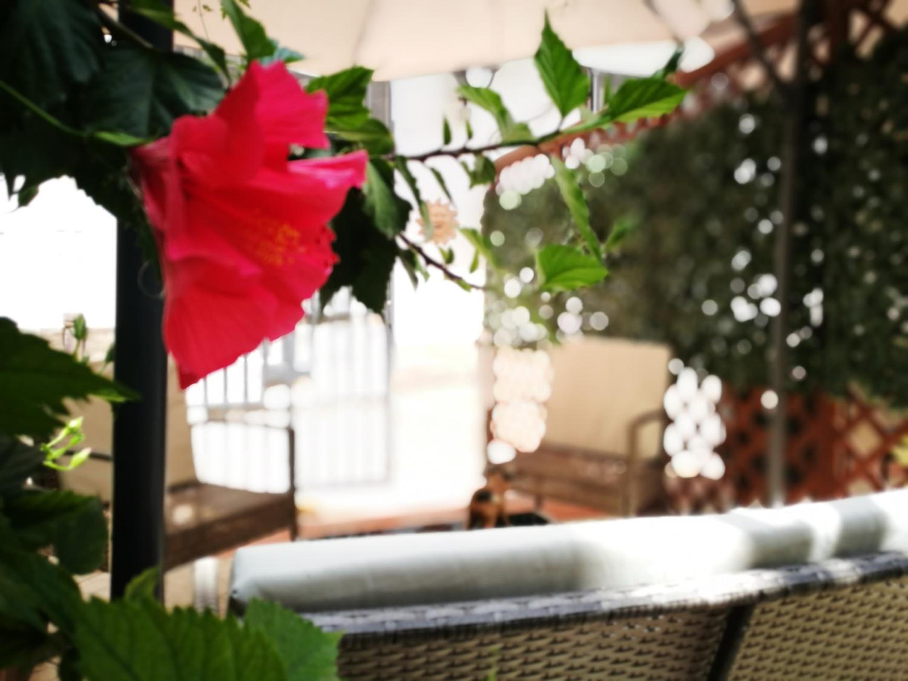 BELLA PALERMO en Palermo — balance & terrace