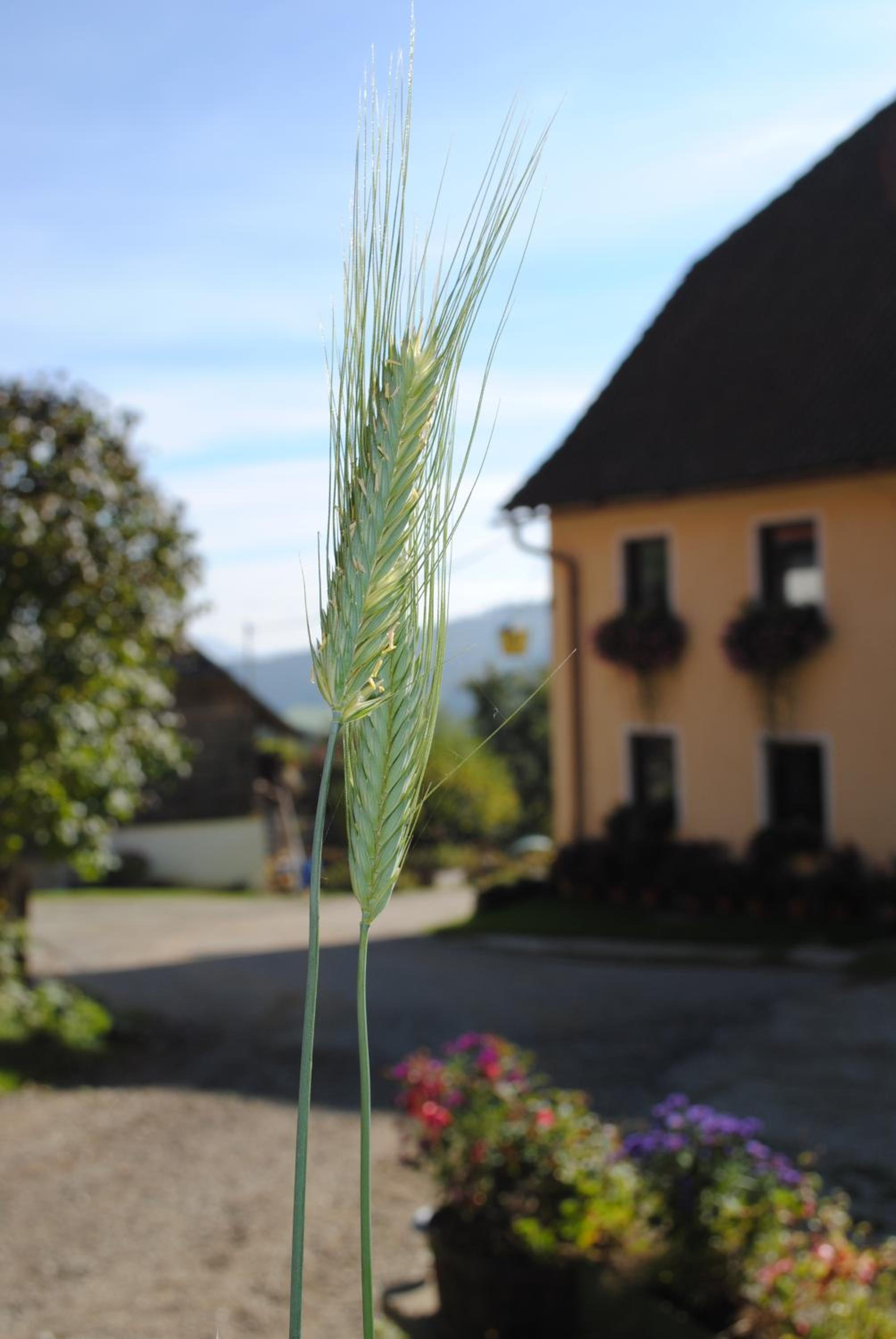 Schlintl-Hof