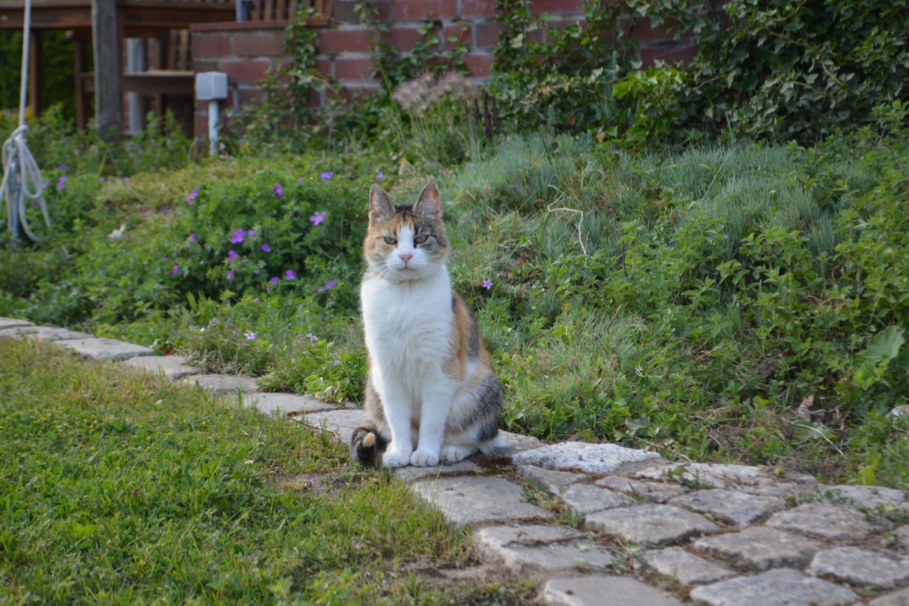 Photo 40