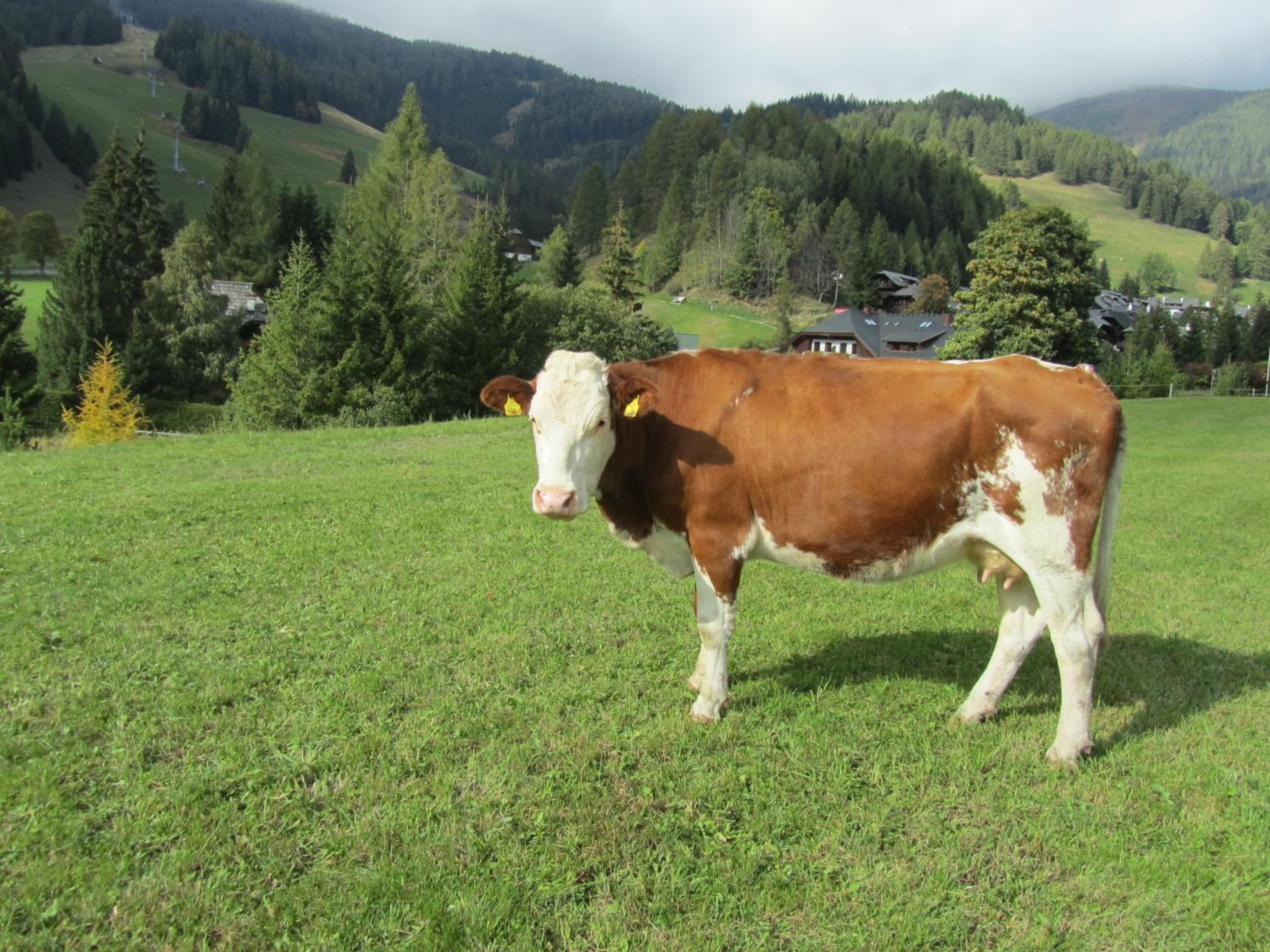 Der Hoferbauer