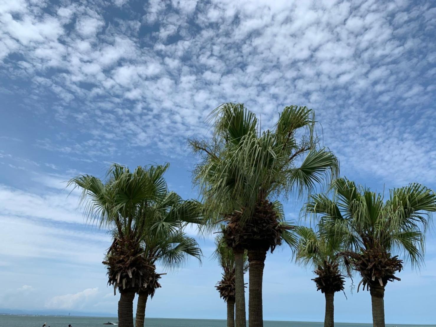 SHIRAHAMA BEACH GARDEN view 3