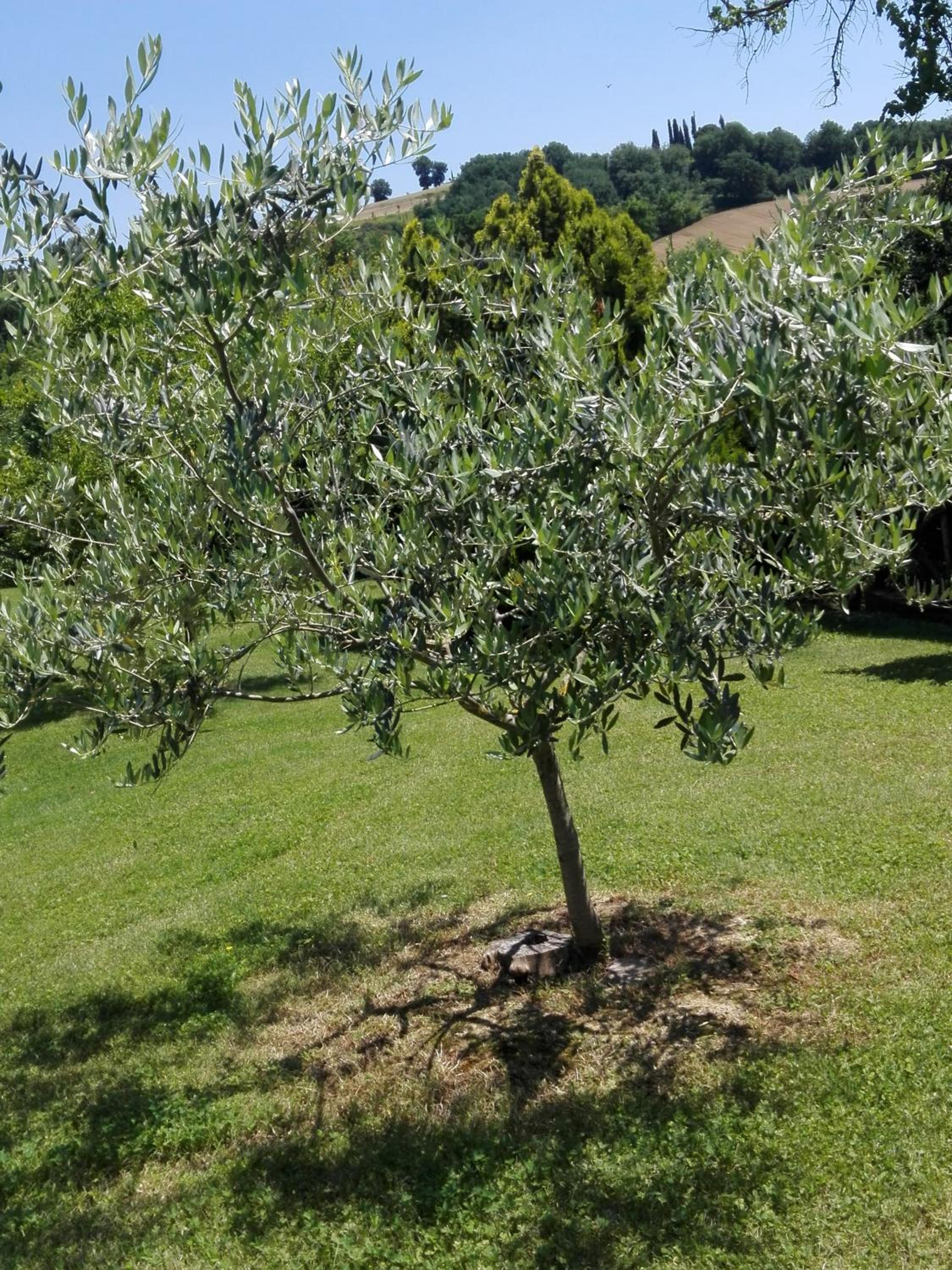 Fattoria di Rigone