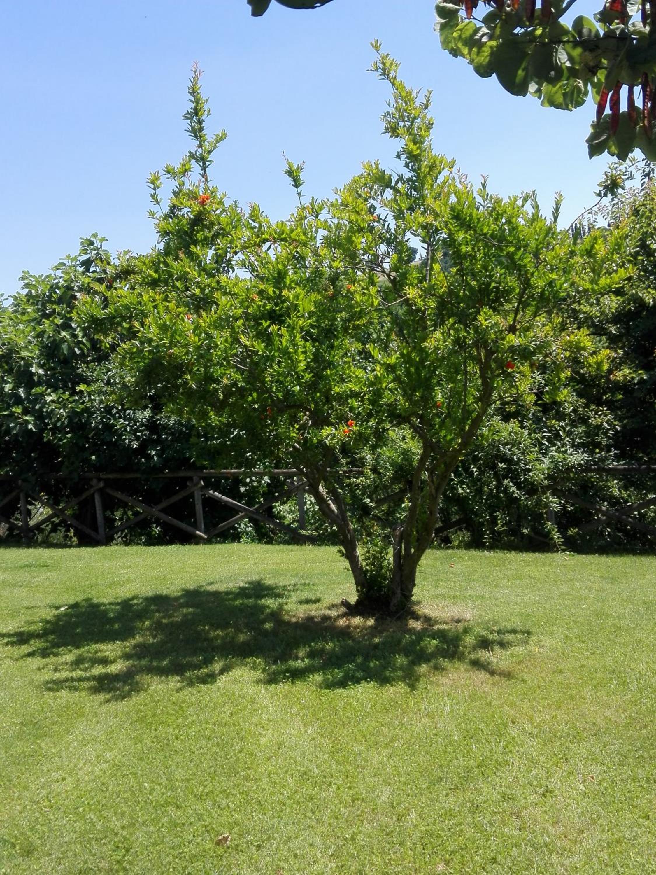 Fattoria di Rigone