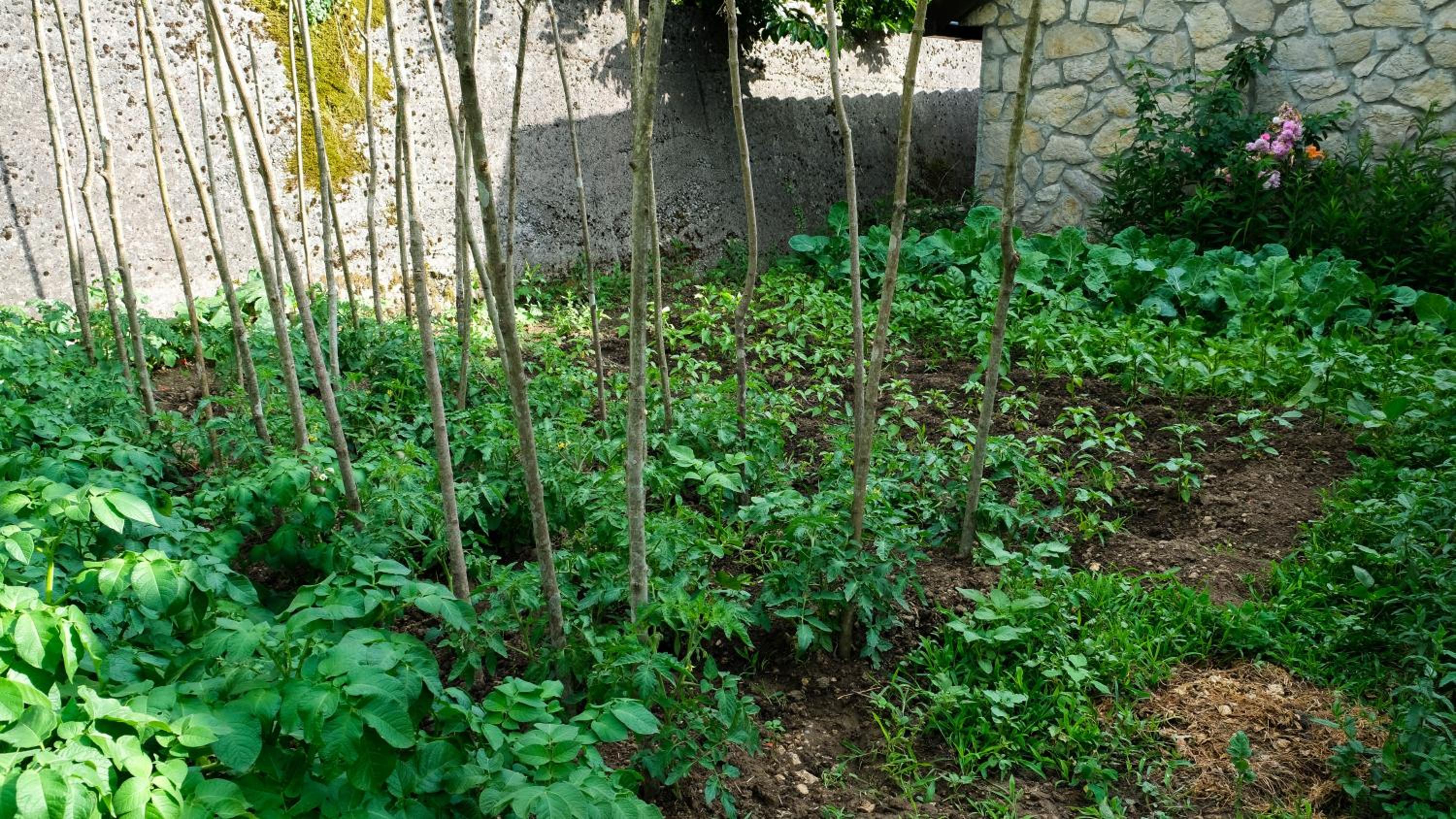 Photo 41