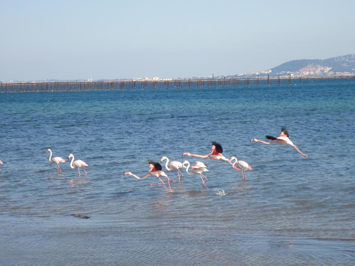 Au bord de Thau photo 2