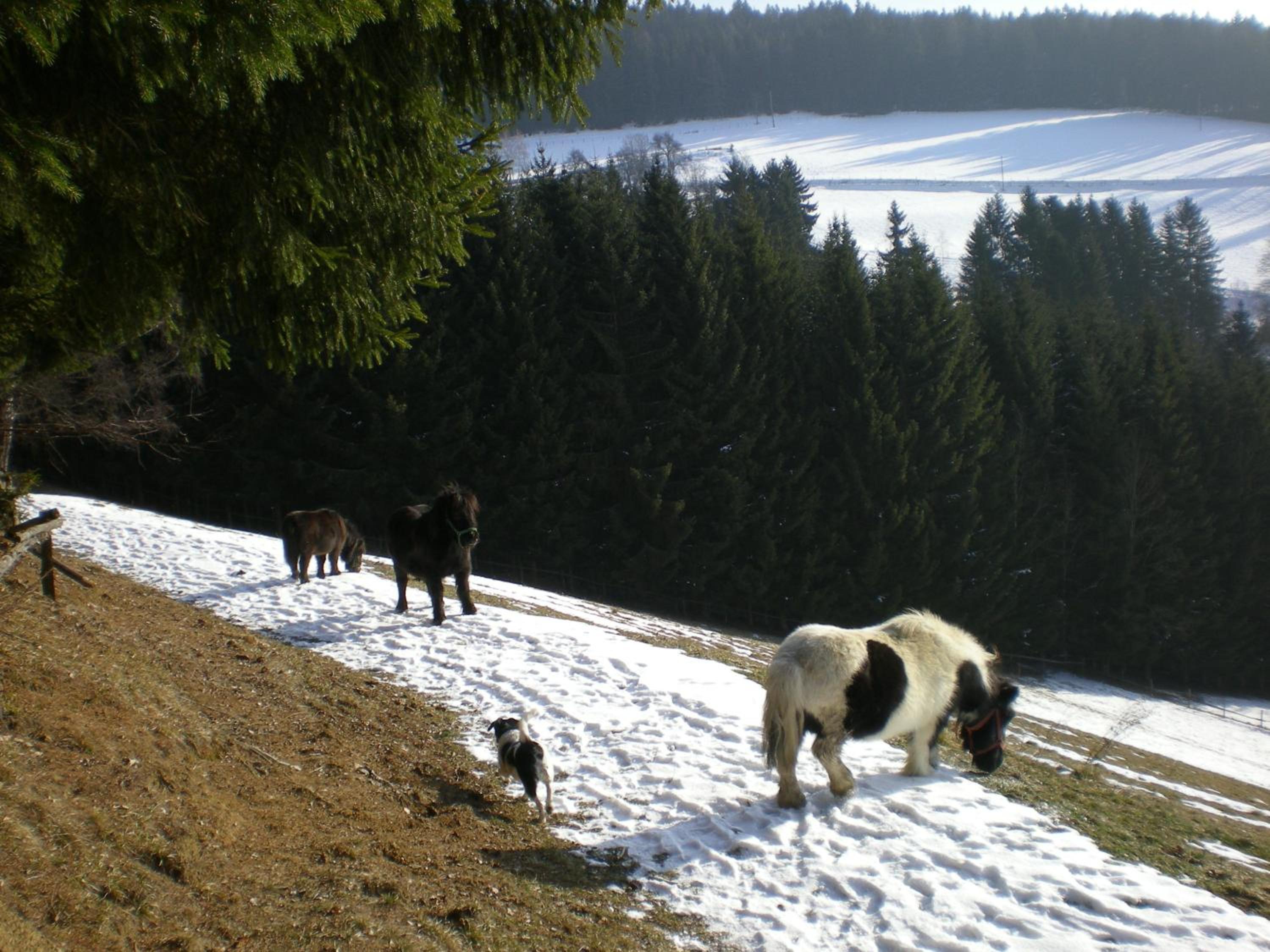 Schlintl-Hof