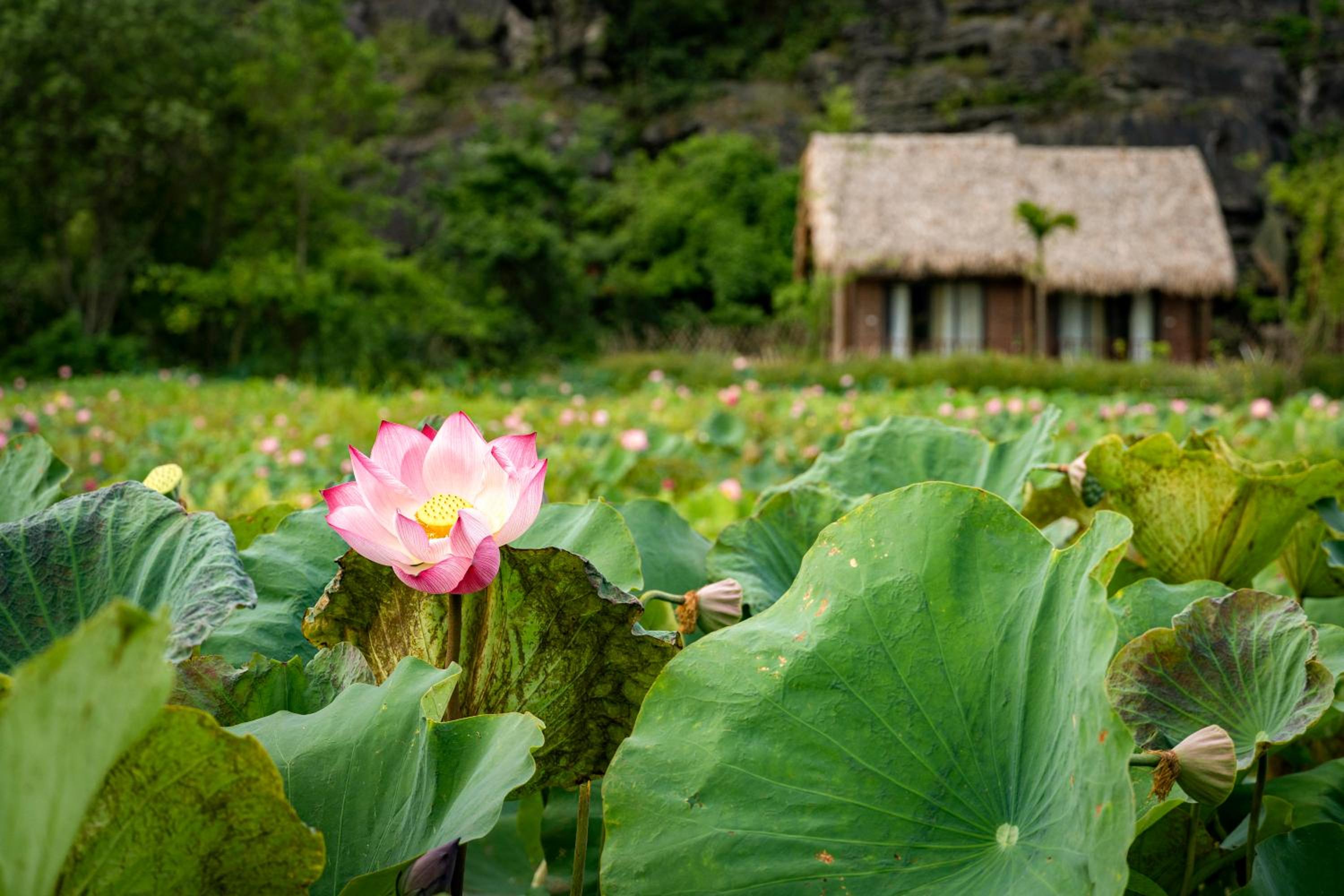 Muong Village Ninh Binh 16