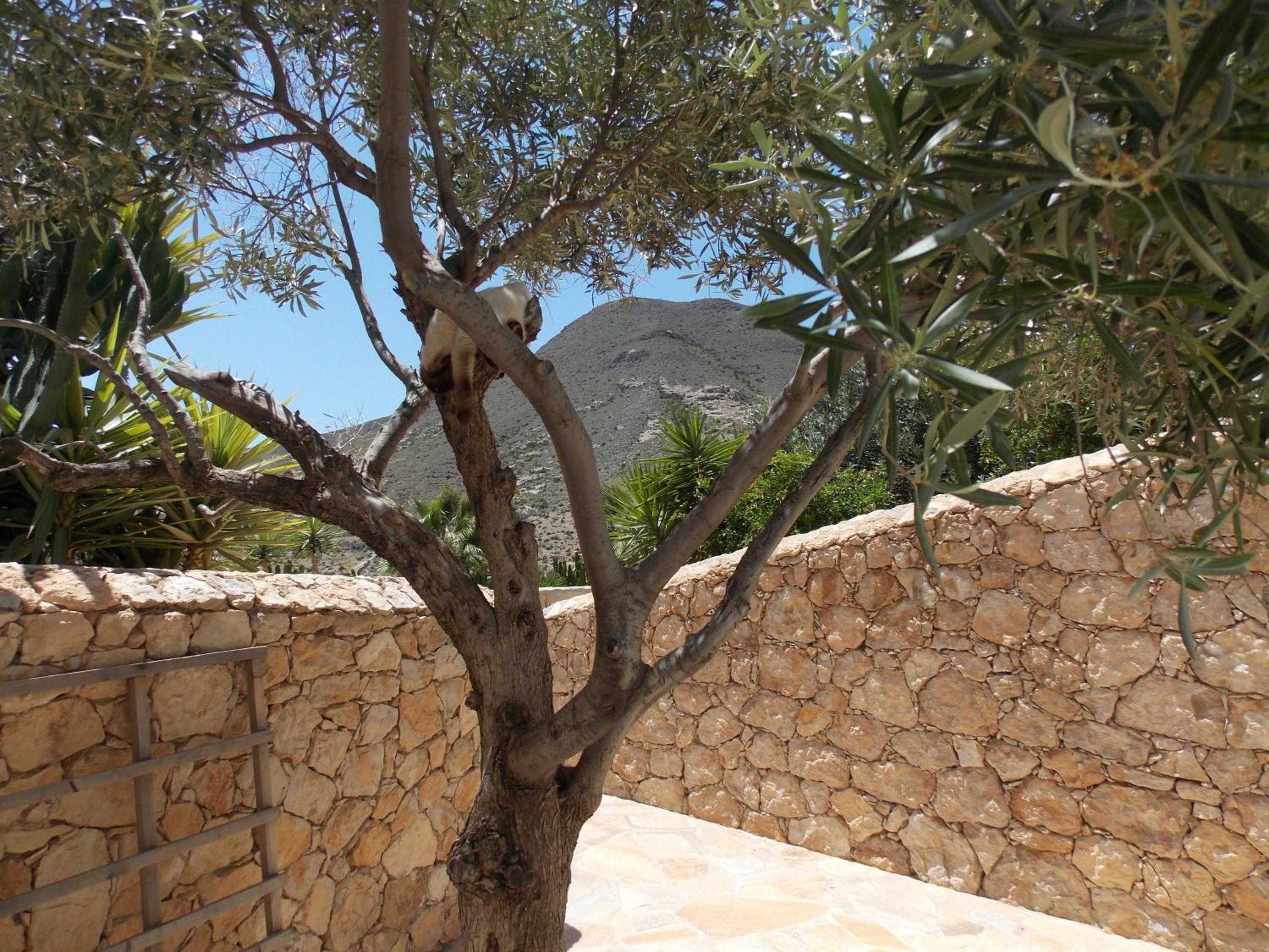 Photo 44