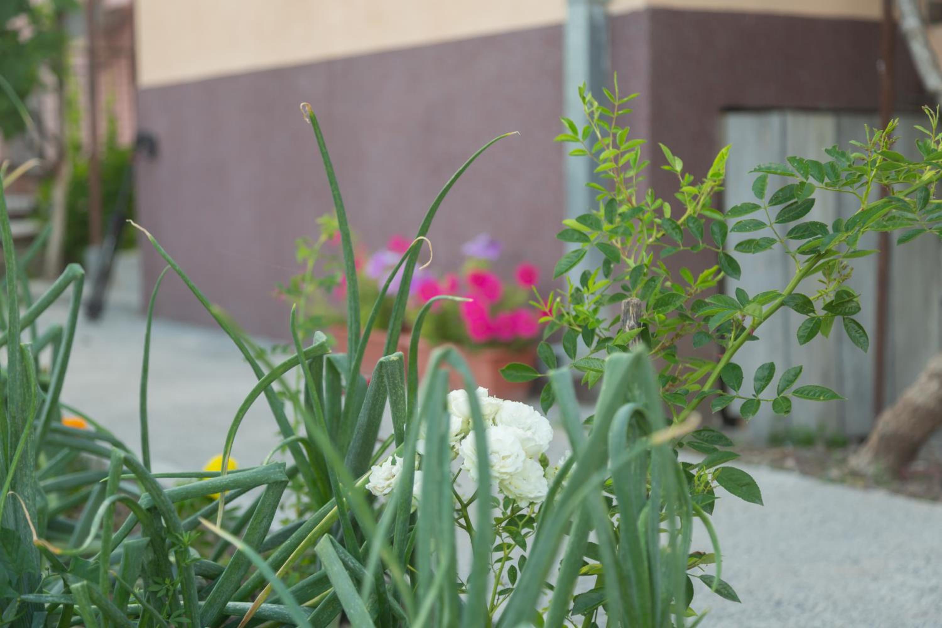 Photo 43