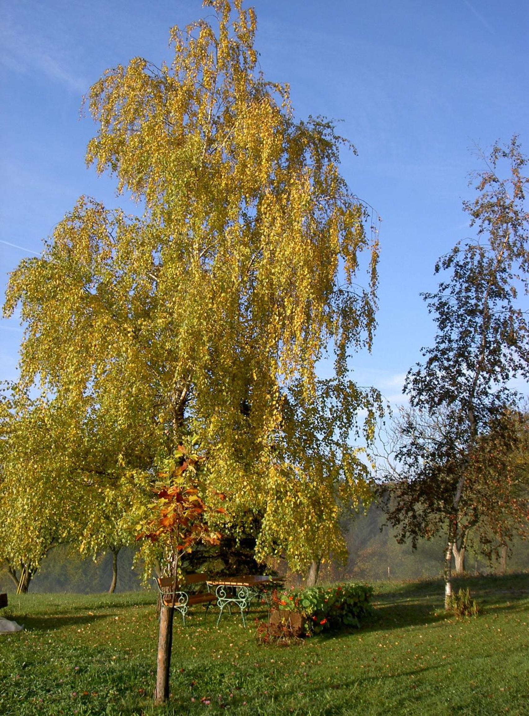 Gölsenhof - Fam. Büchinger