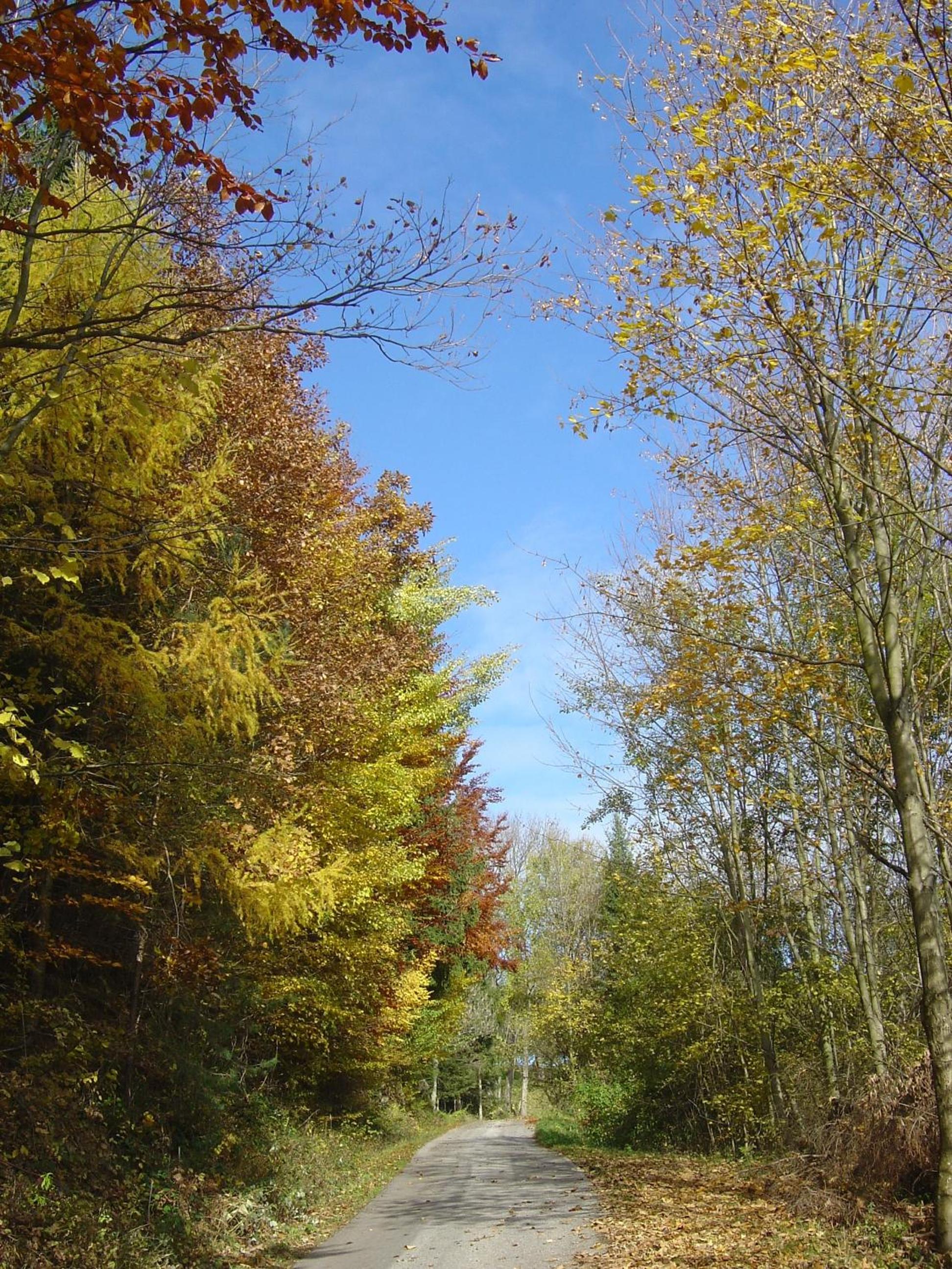 Gölsenhof - Fam. Büchinger