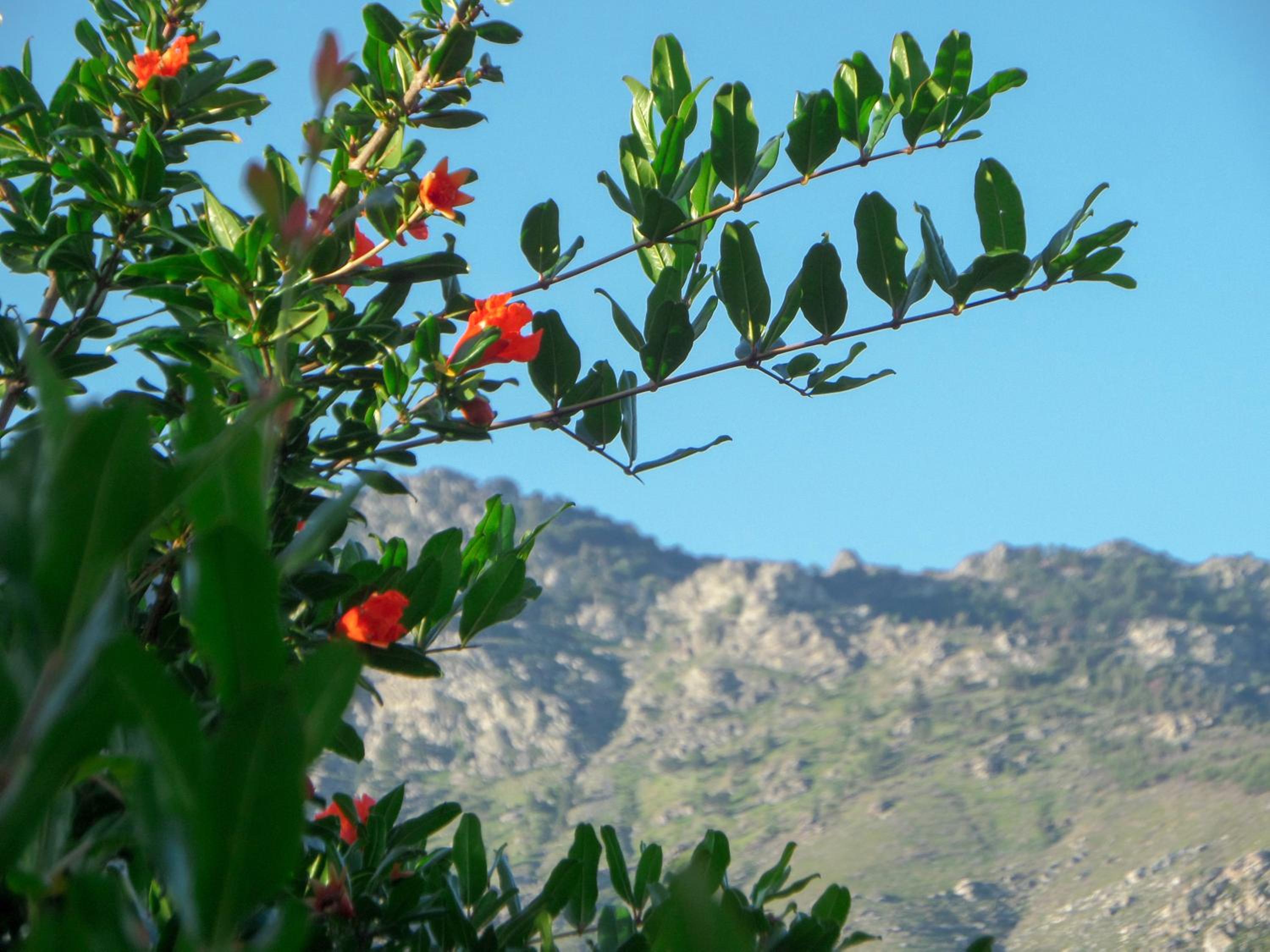 Soleil Villa photo 5