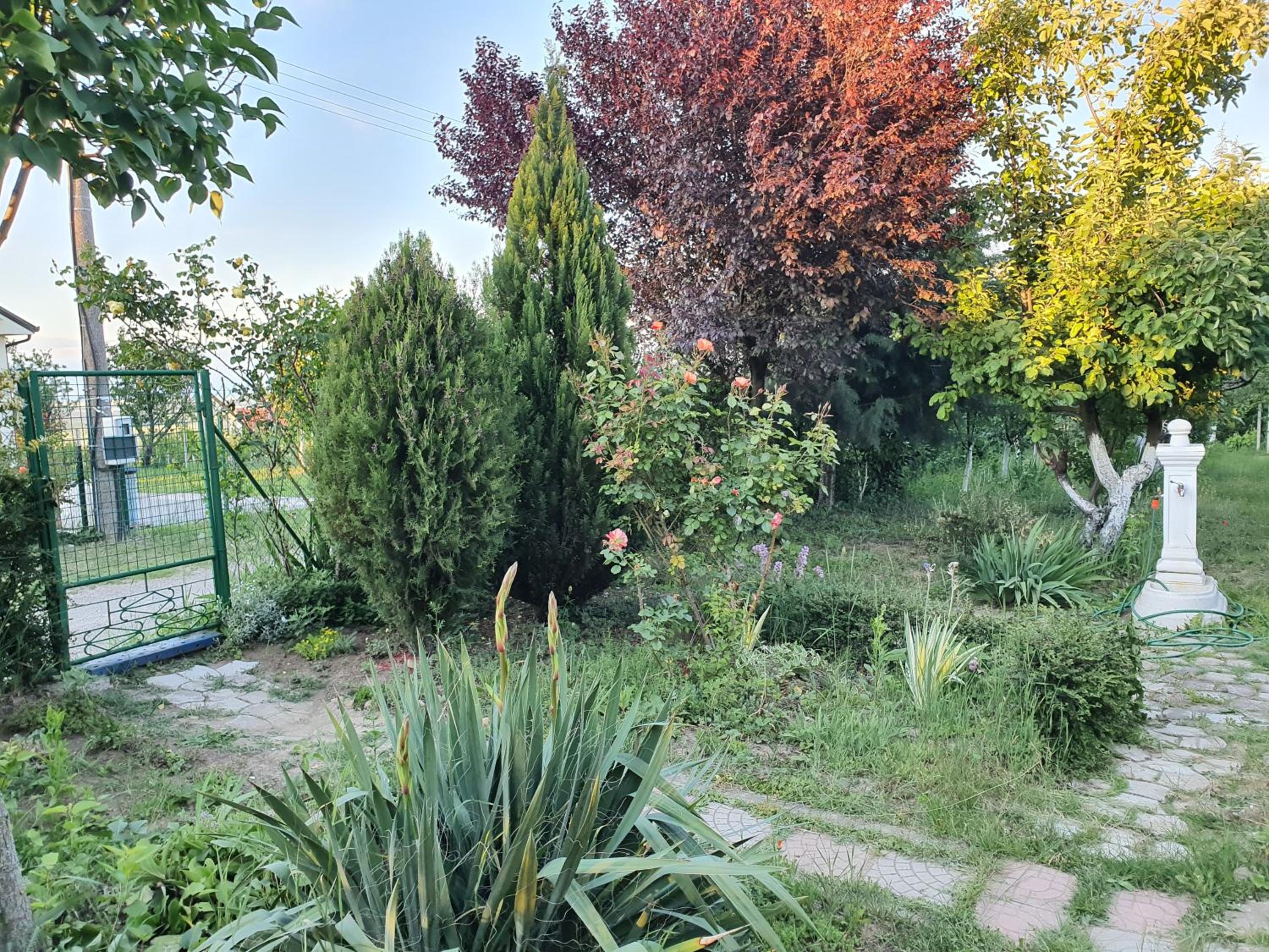 Photo 38