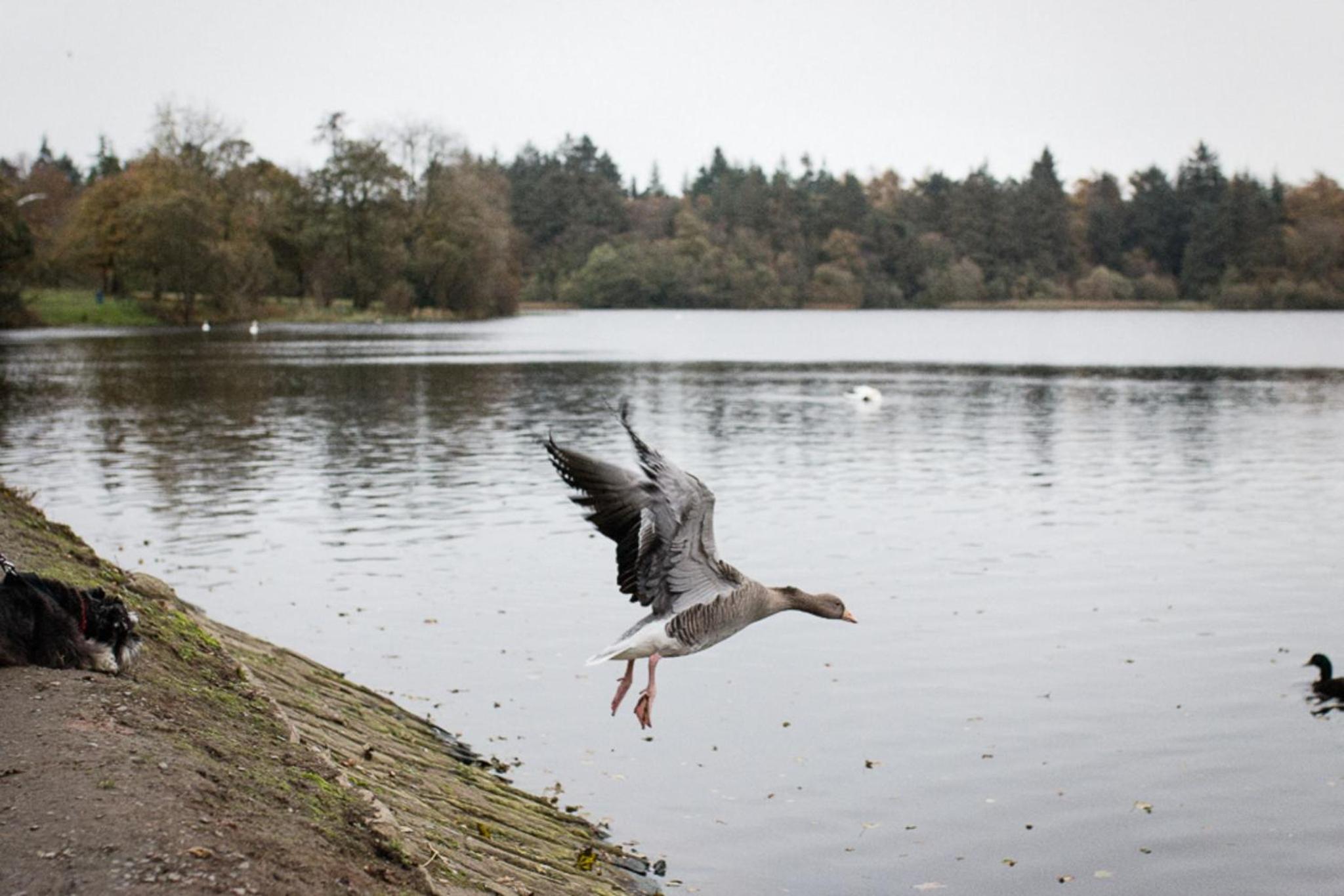 Photo 45