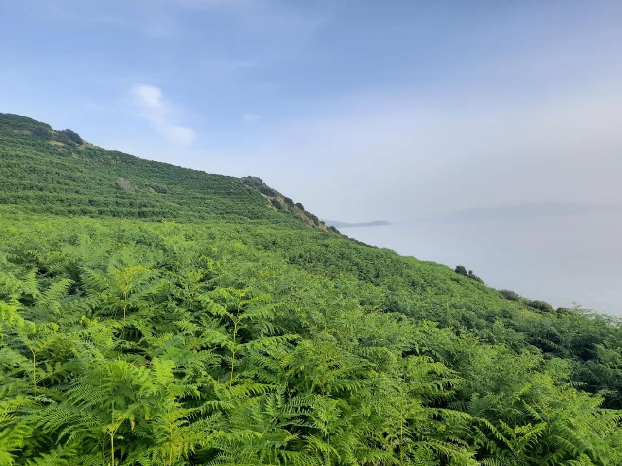 Camping Jungle in Borsh