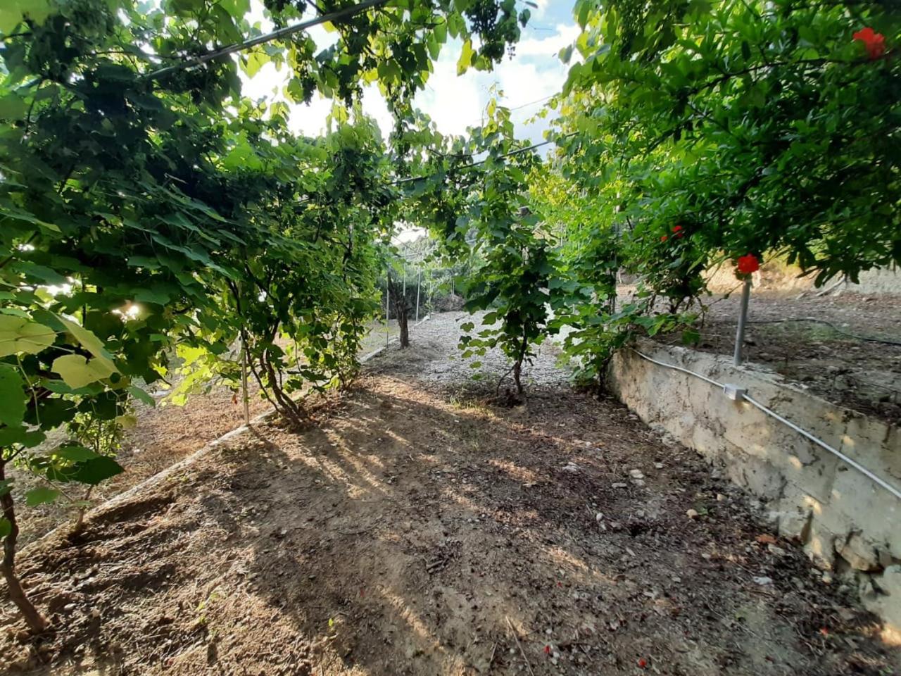 Camping Jungle in Borsh