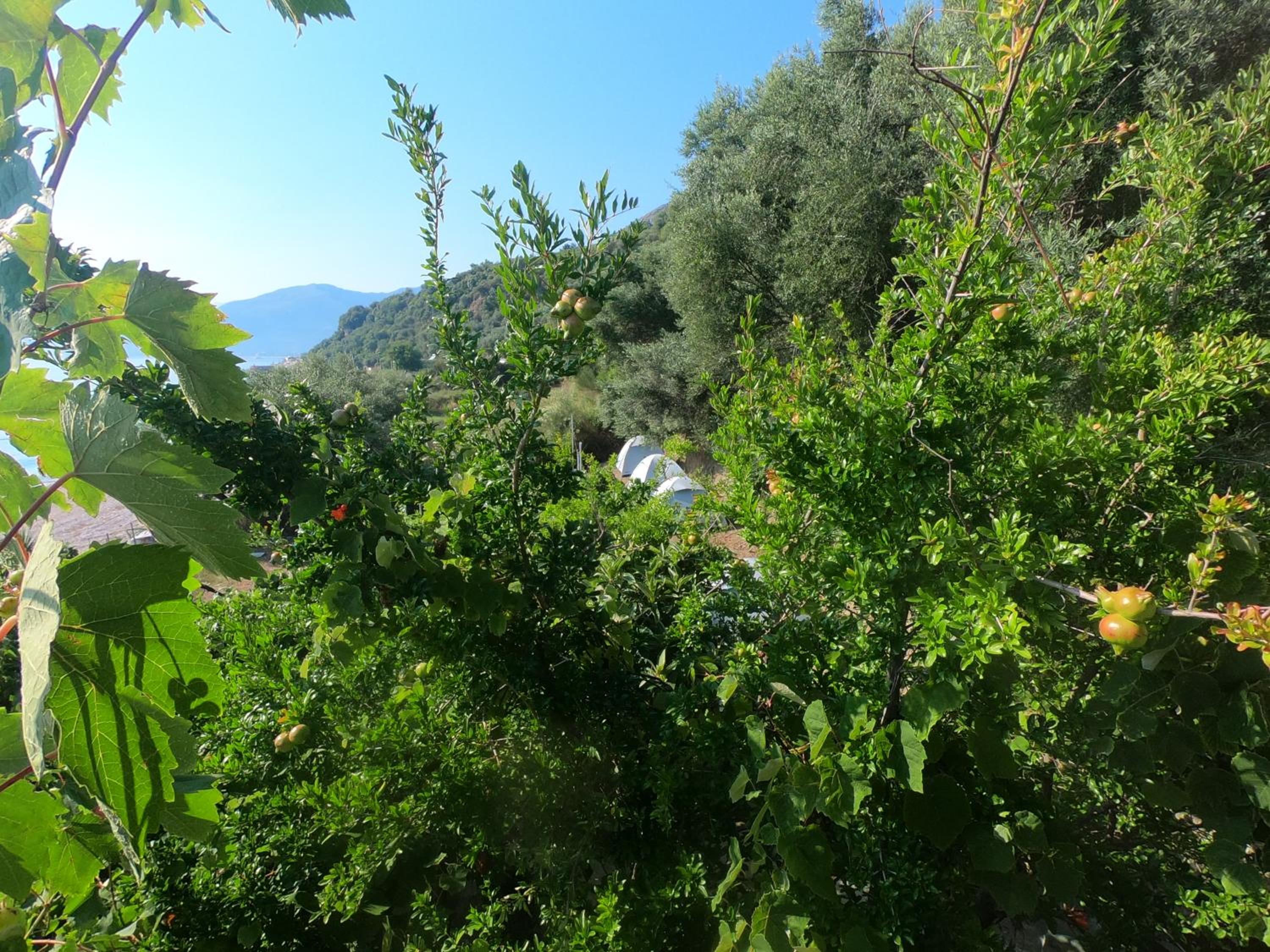 Camping Jungle in Borsh