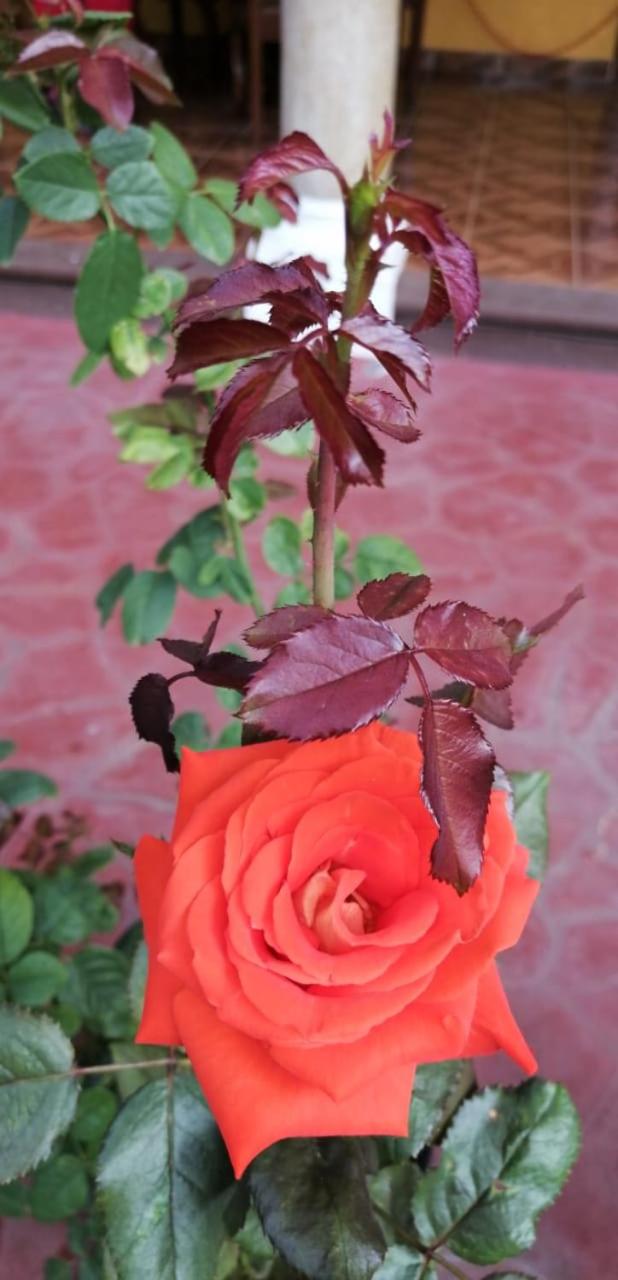 Photo 41