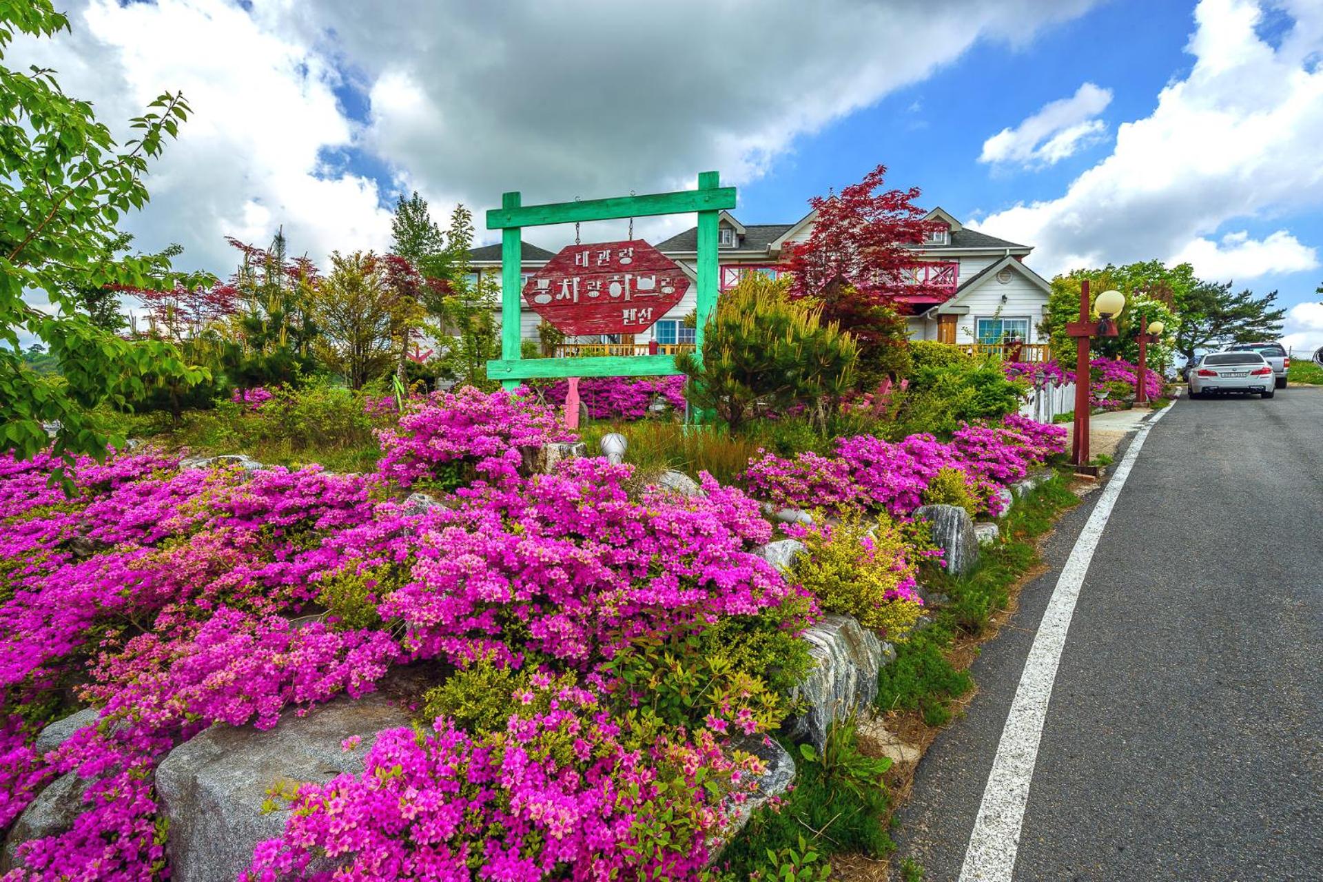 Pungcha & Herb Pension, Pyeongchang  - 13