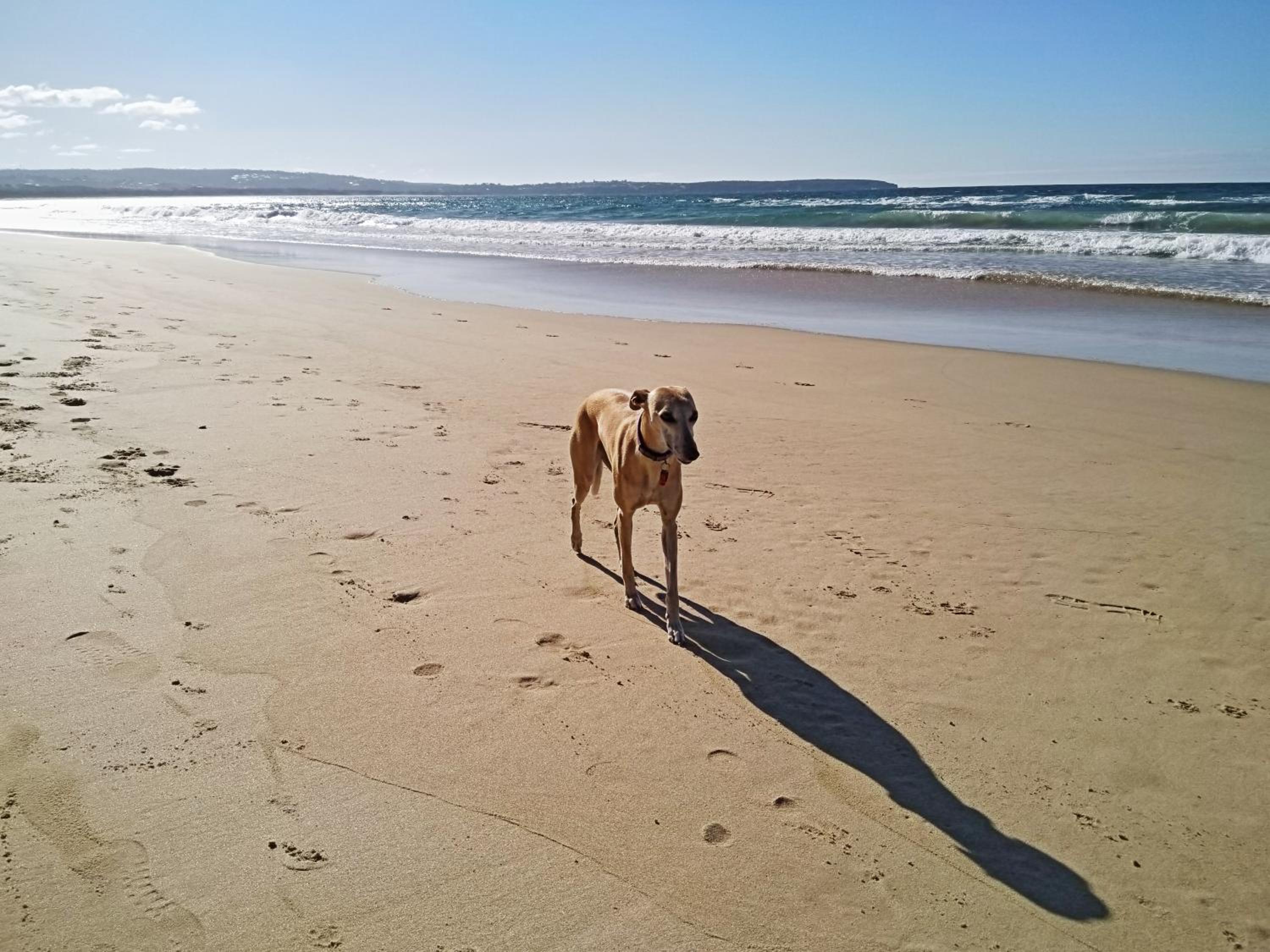 Beachcomber - Pet Friendly