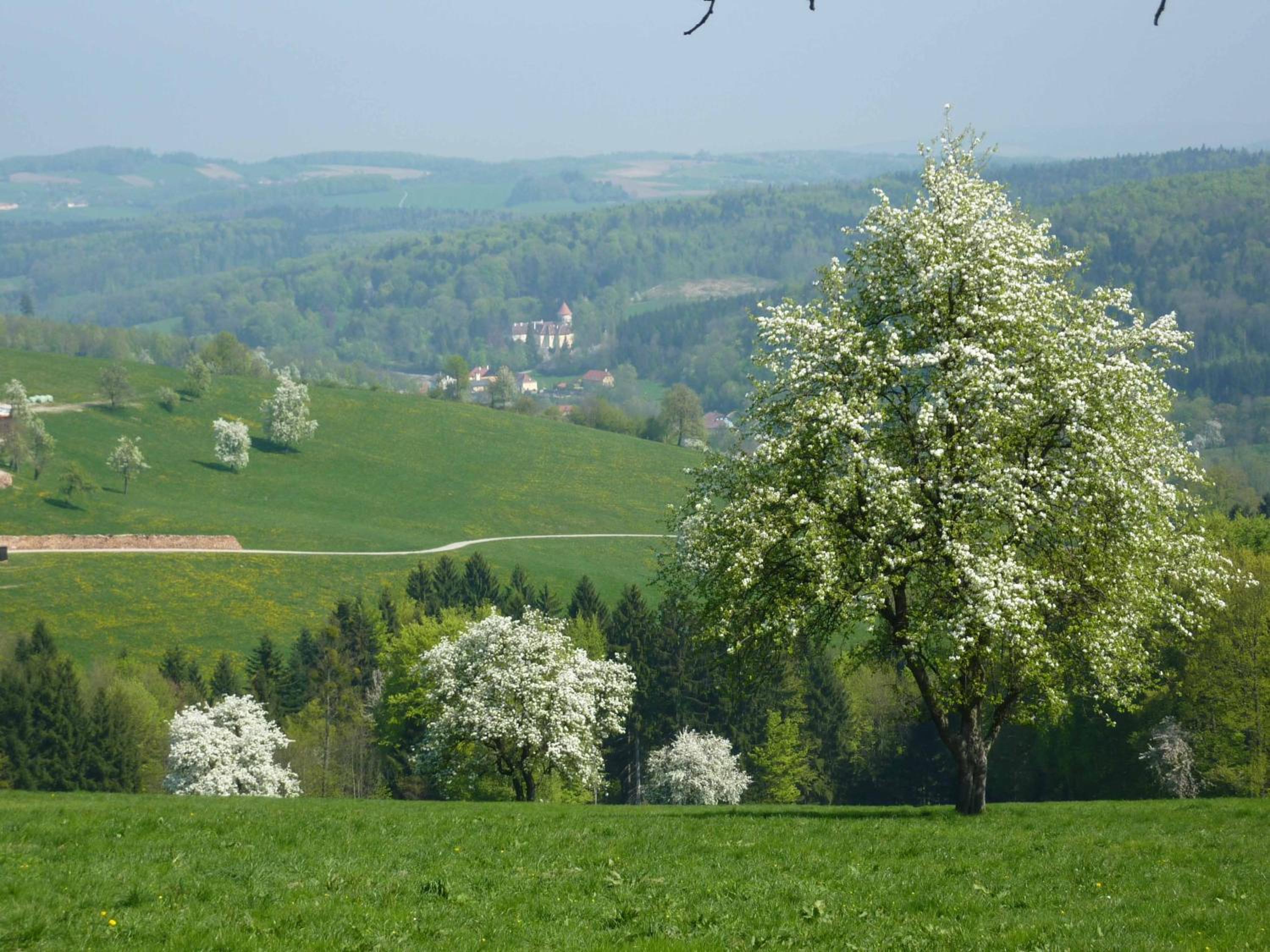 Gölsenhof - Fam. Büchinger
