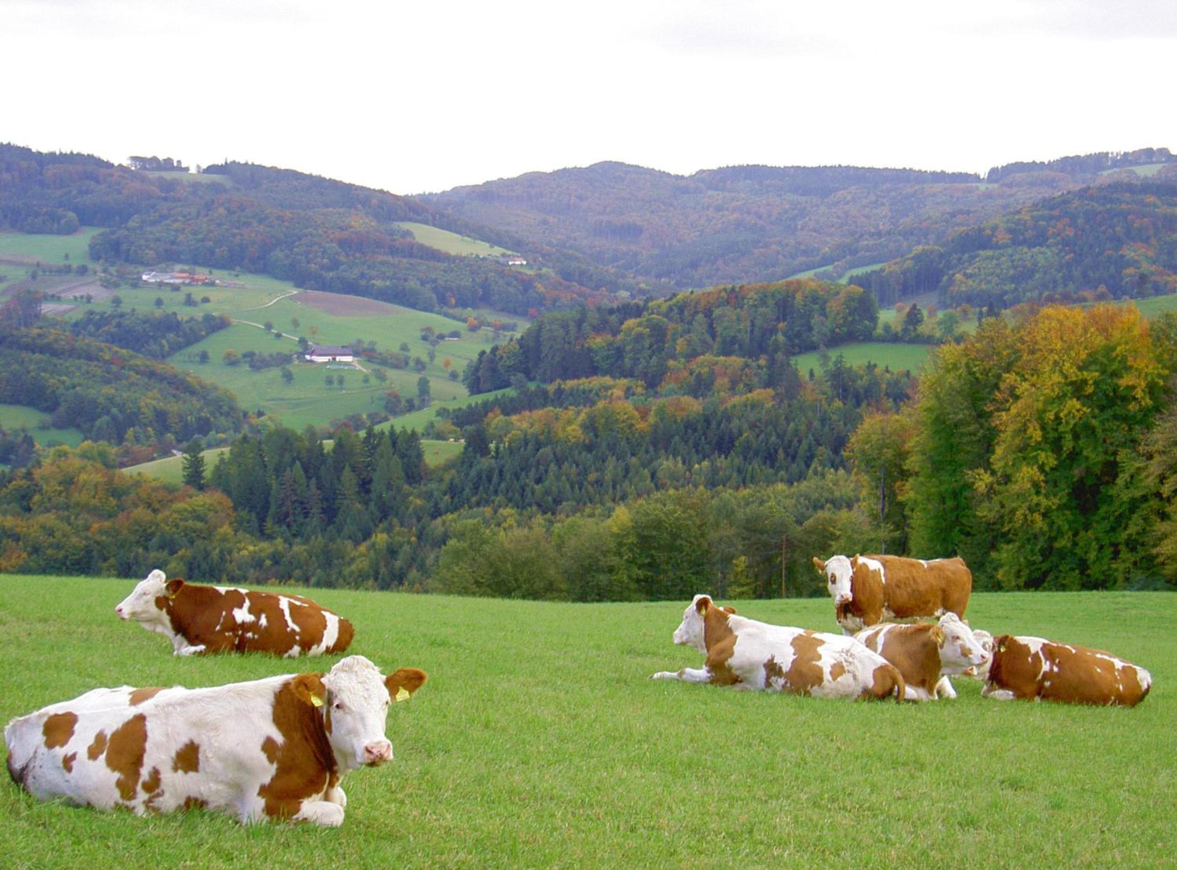 Gölsenhof - Fam. Büchinger