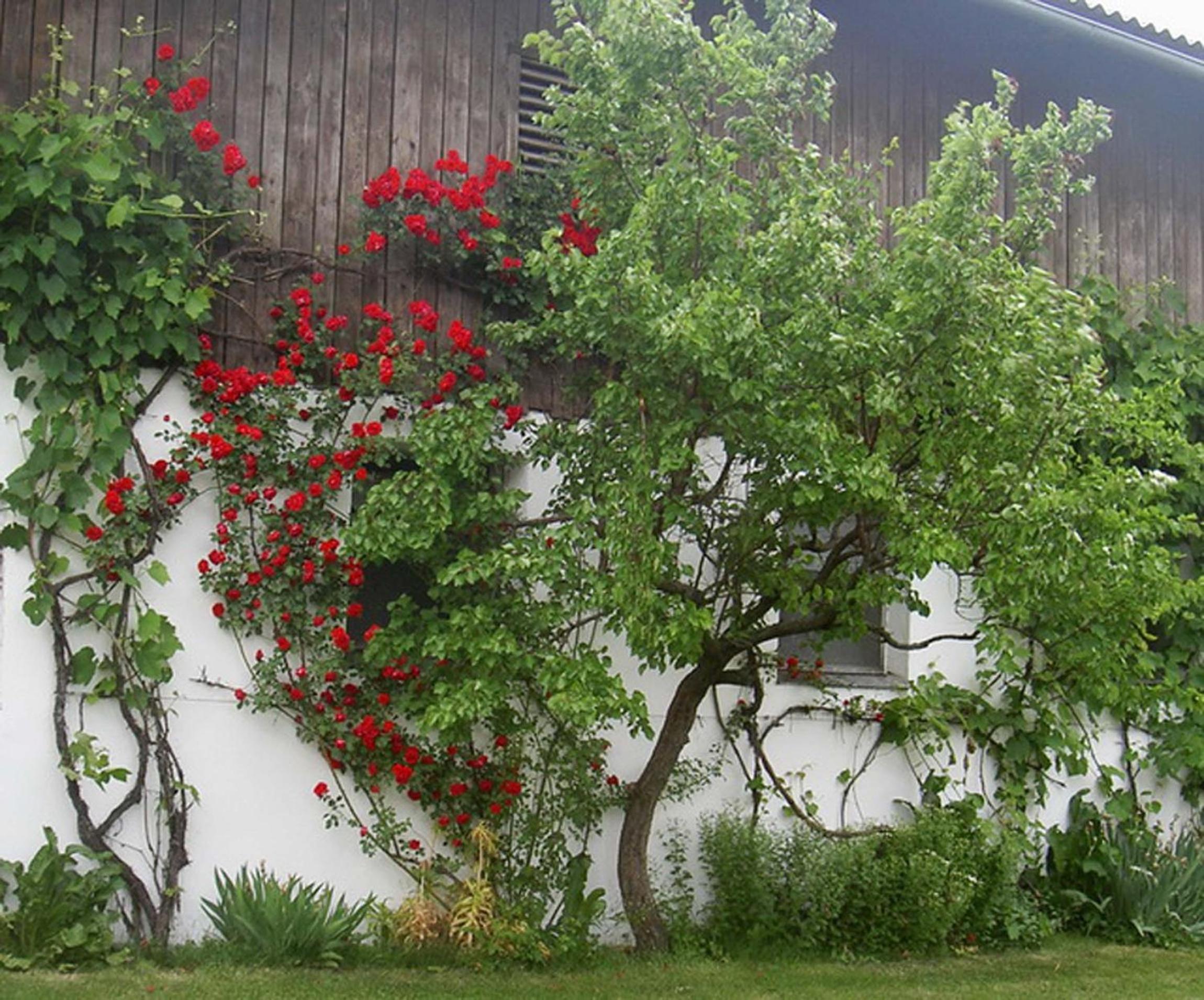Gölsenhof - Fam. Büchinger