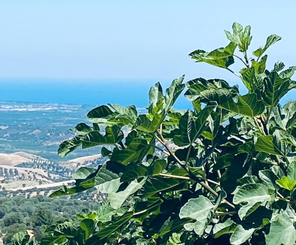 Palazzo Scura view 4