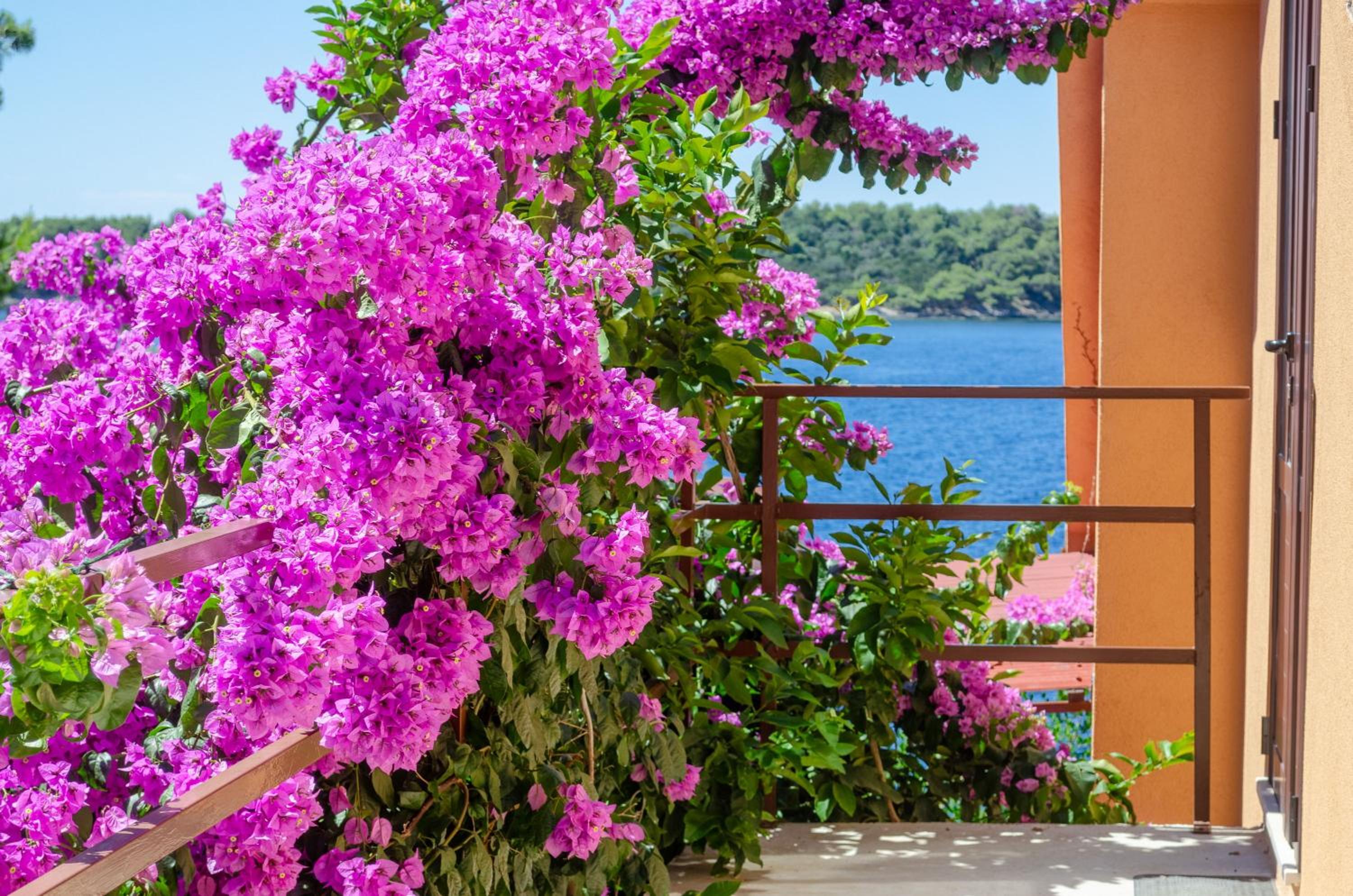 Apartments Ljiljana