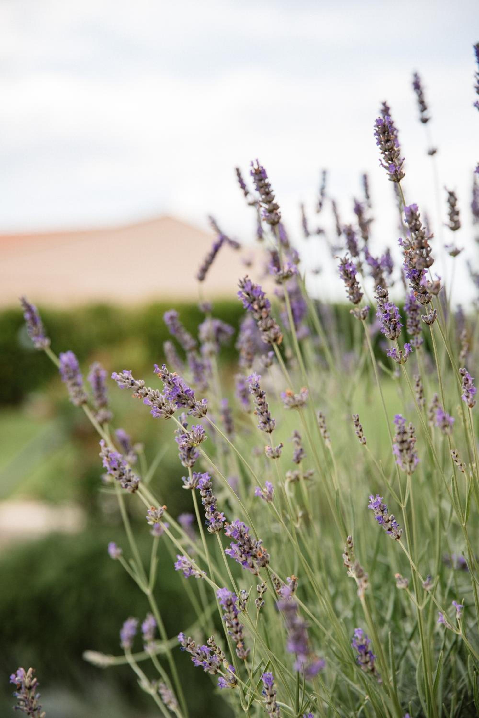 Villa Mascitti B&B Tortoreto Alto