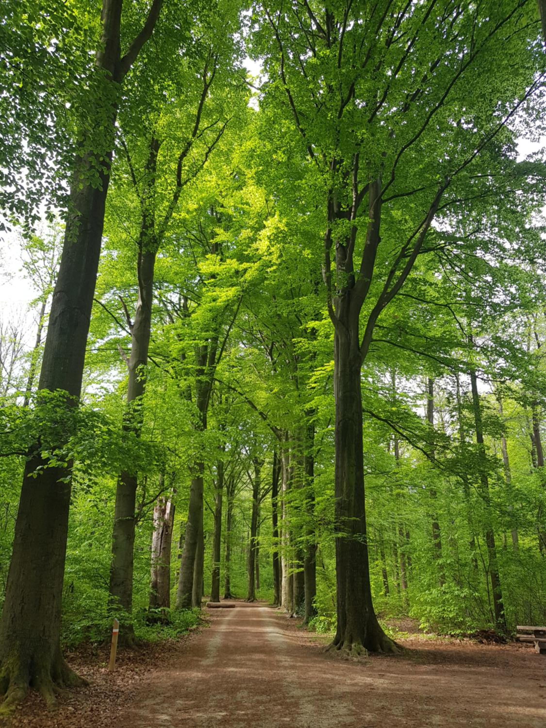 Boslucht Leuven