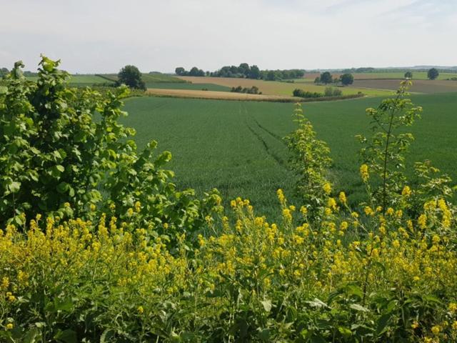 Boslucht Leuven