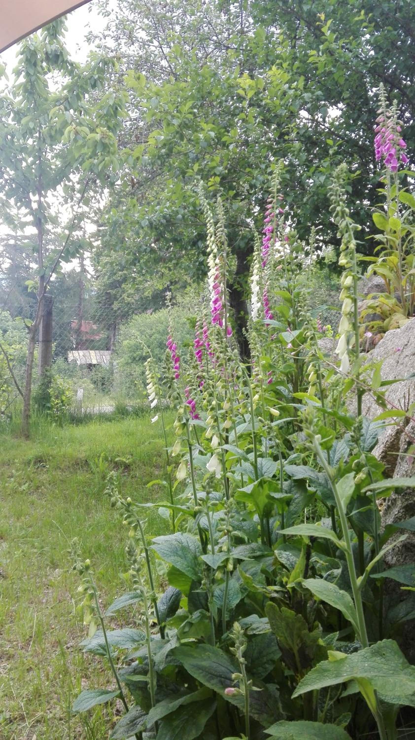 Photo 42