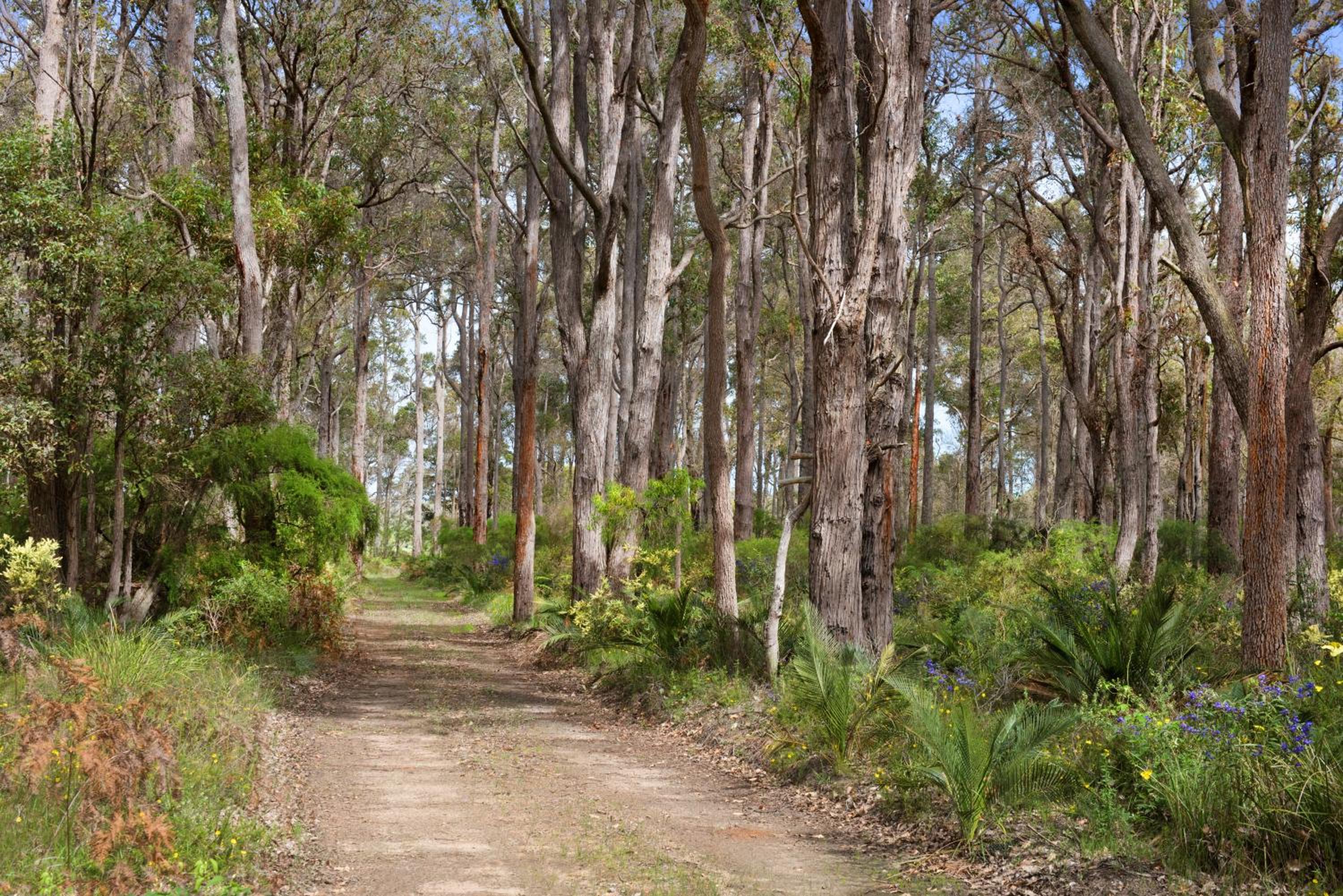 Redgate Forest Retreat