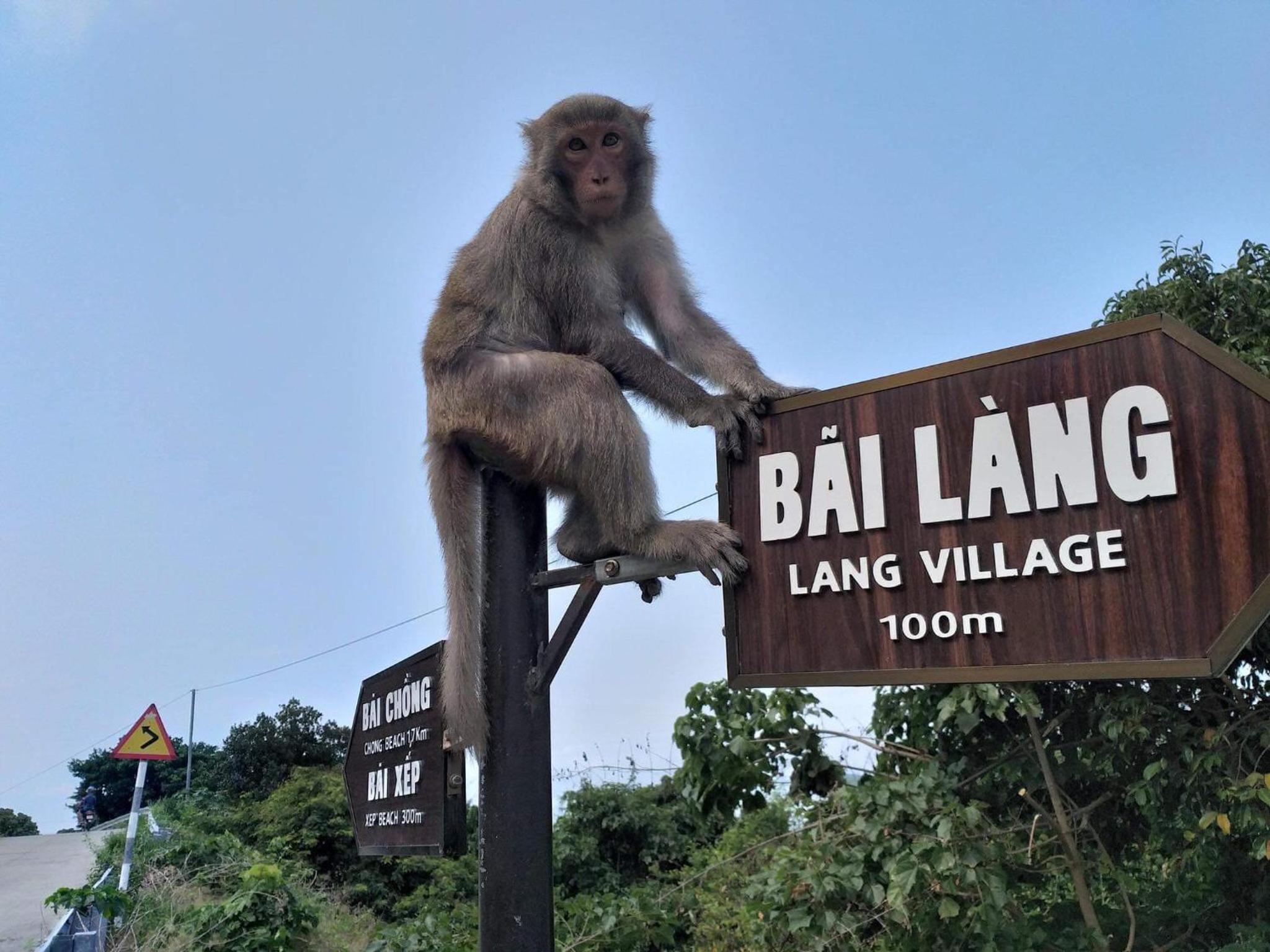 Monkeyland Cham island Homestay