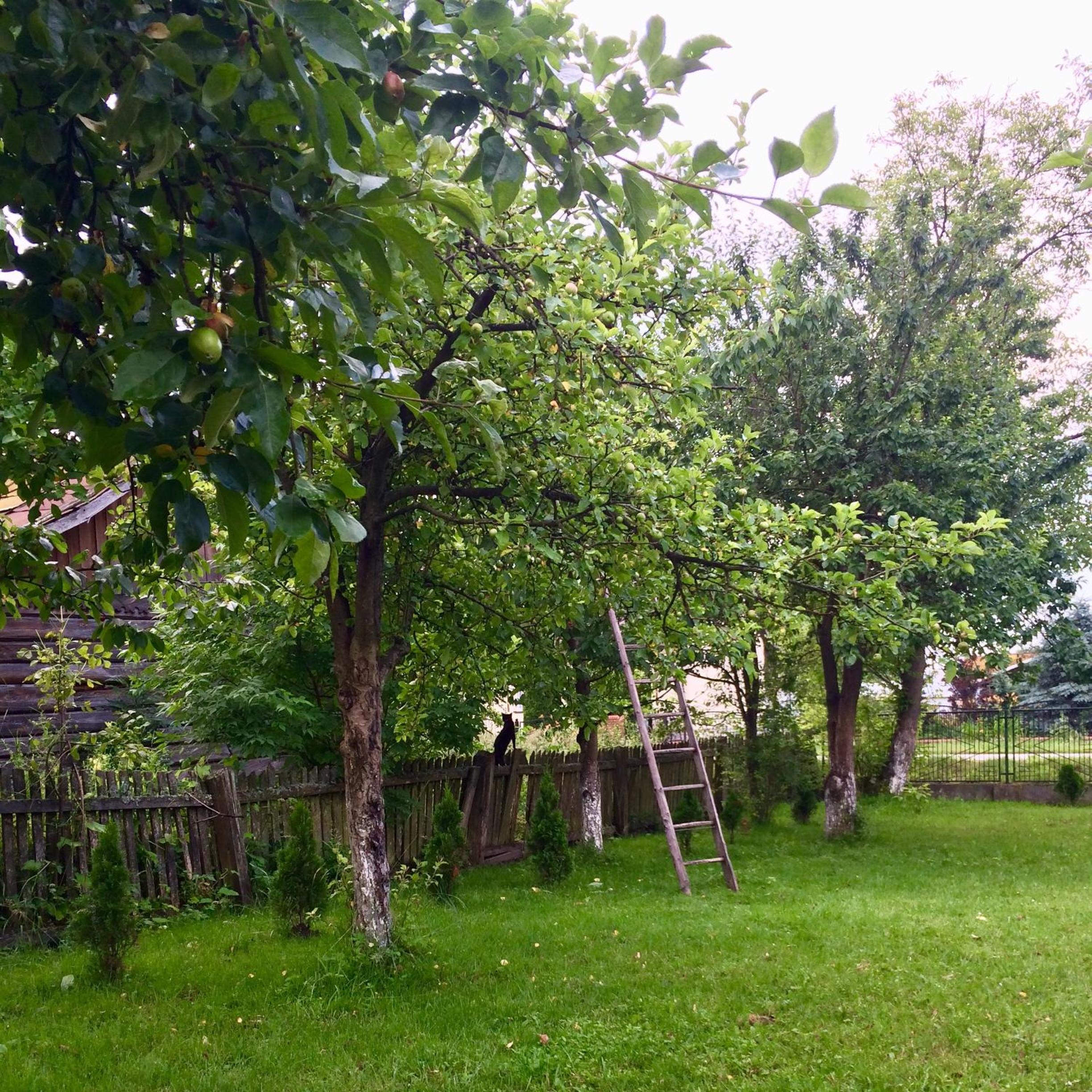 Dzikówka view 2