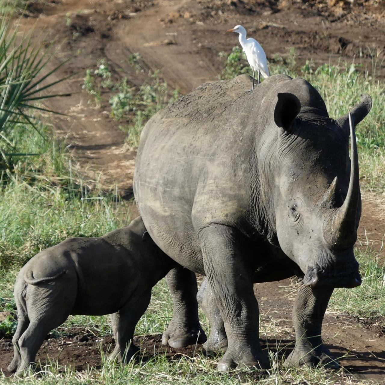 Ikweta Safari Camp