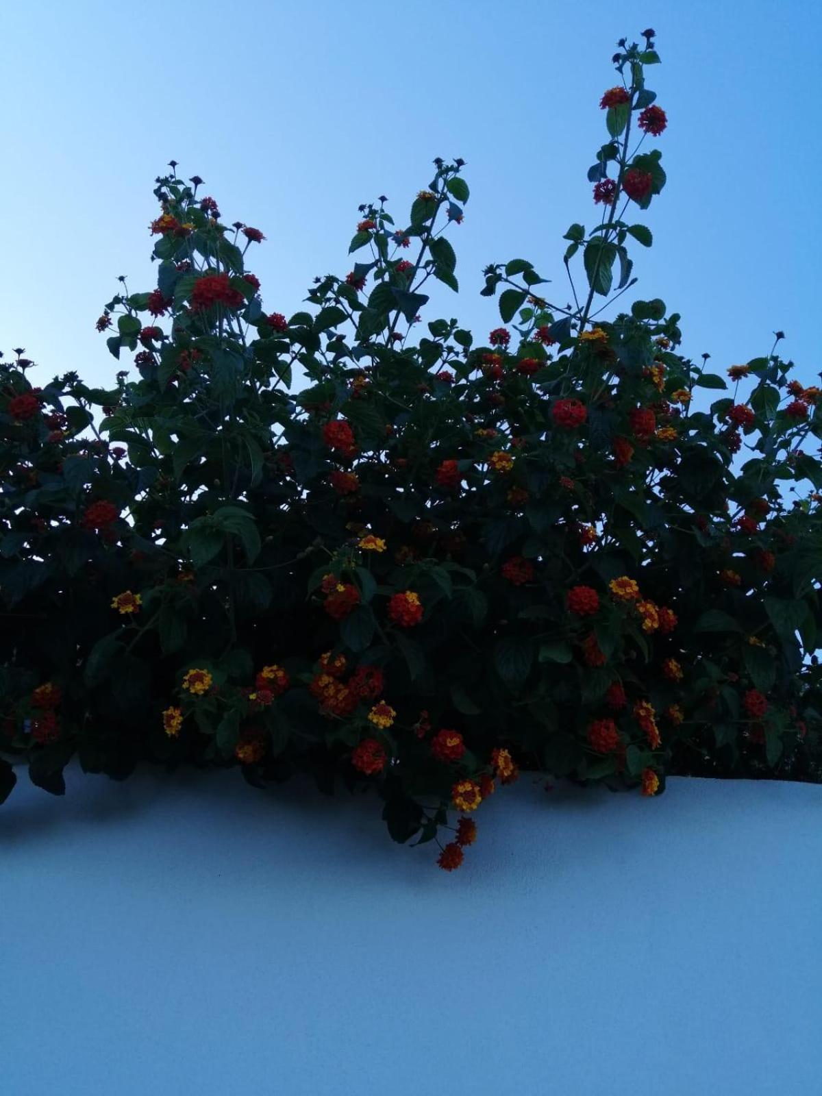 Photo 44