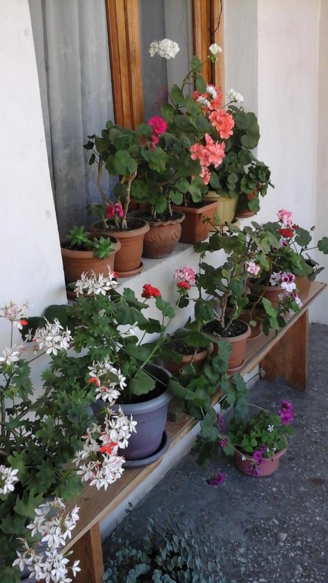 Photo 53