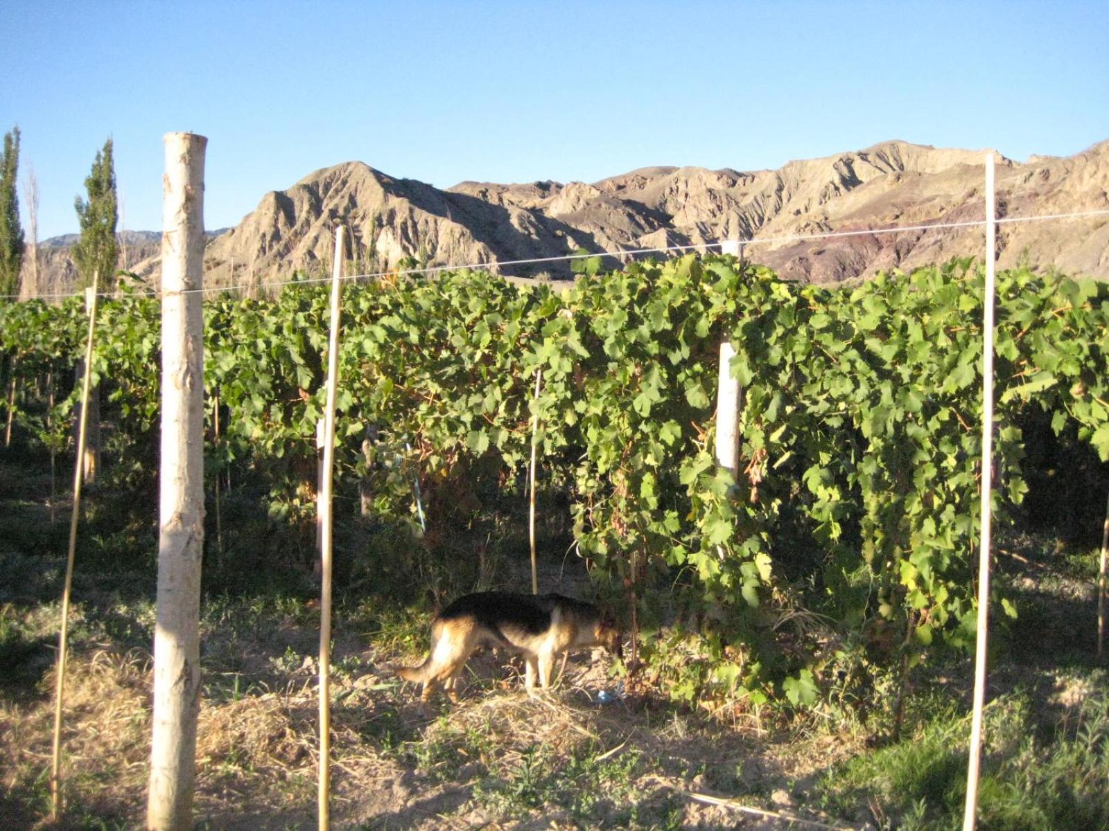 FINCA TIERRA CALMA Casa 2