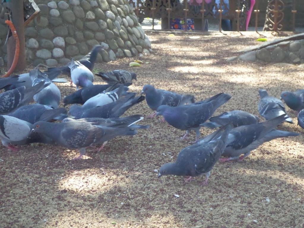 Cabañas San Miguel Tenango