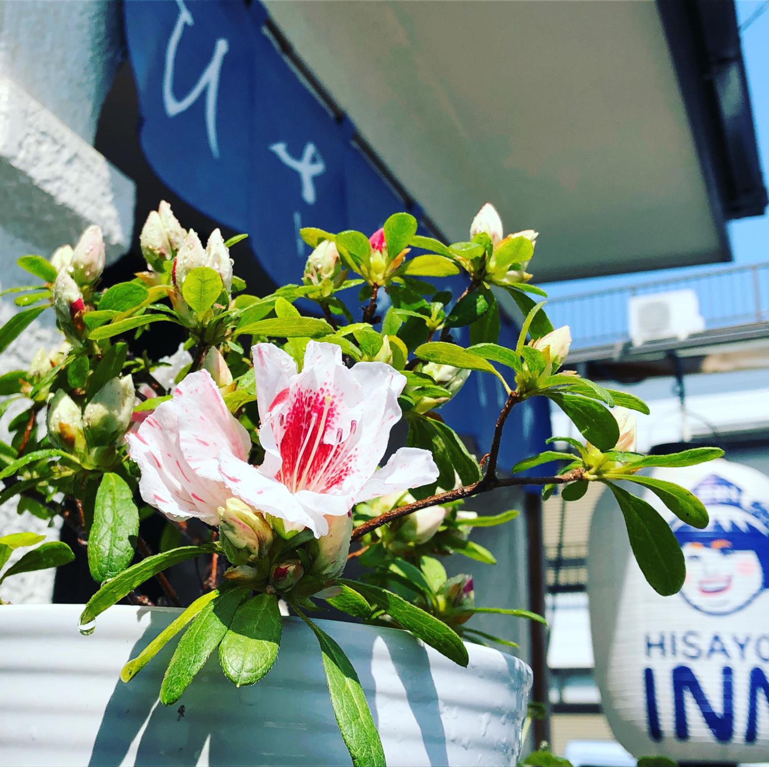 HISAYO'S INN