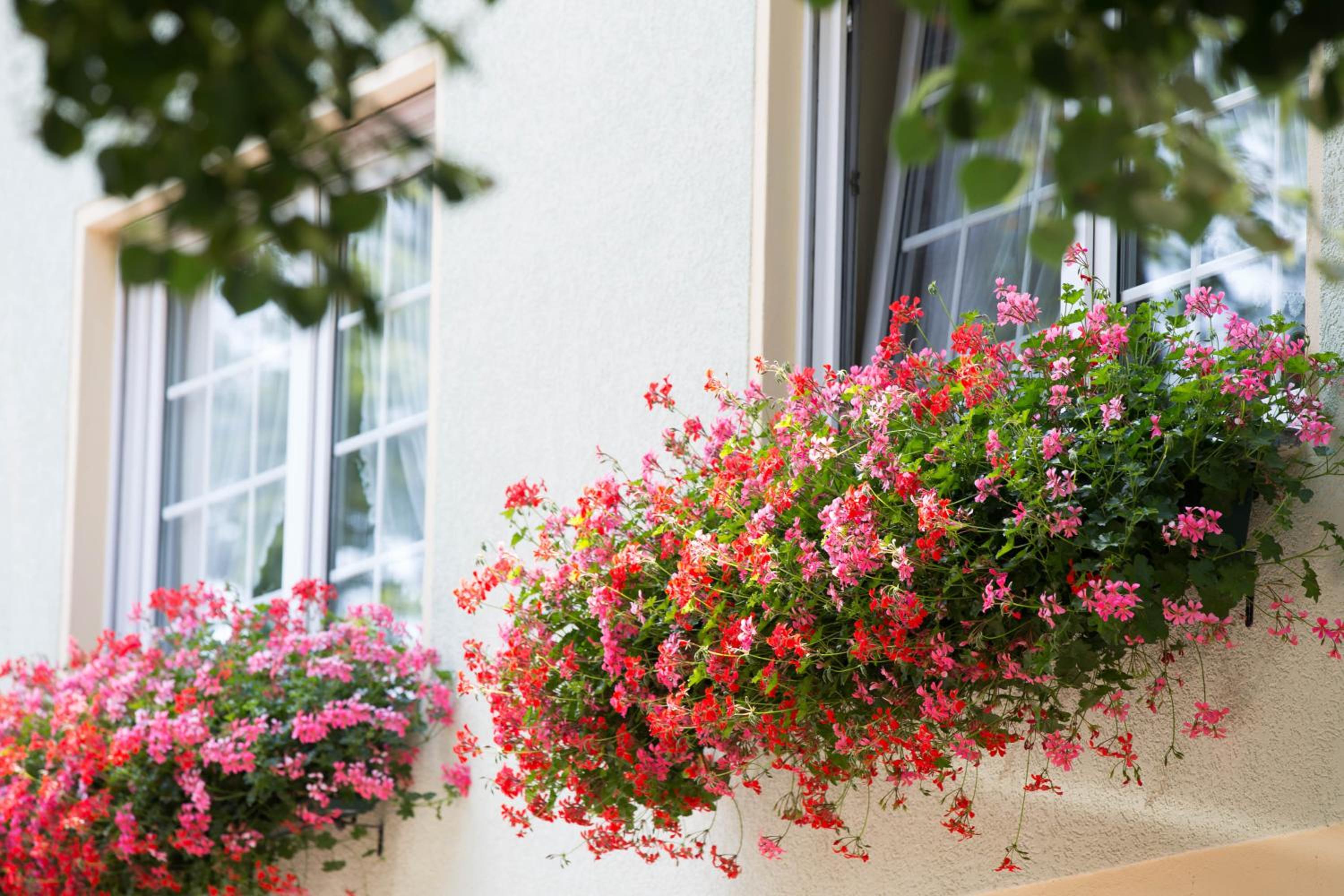 Hotel Gasthaus Zum Eichenkranz - Property Image 28