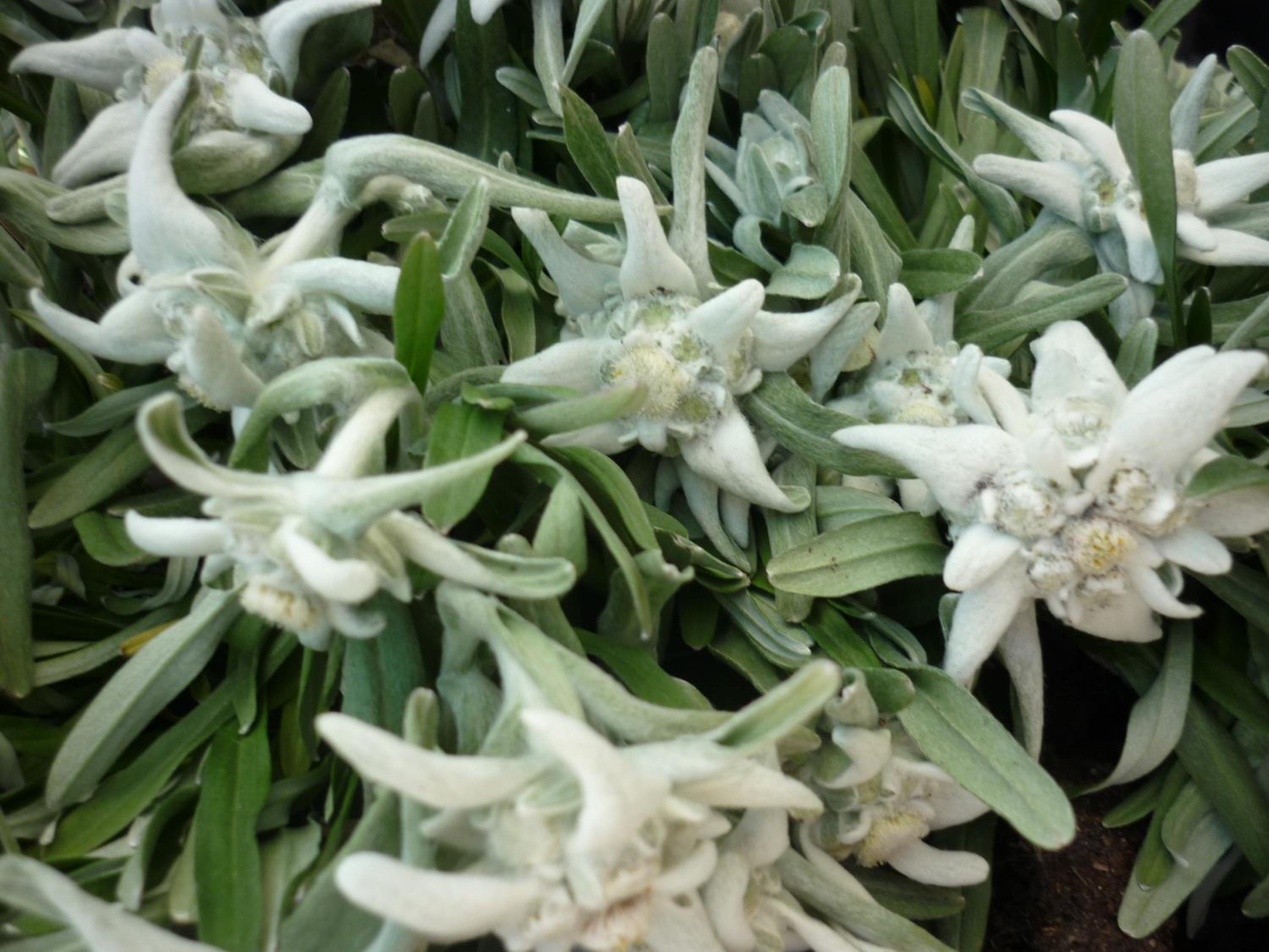 Photo 49