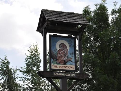 The Tawny Owl — 11