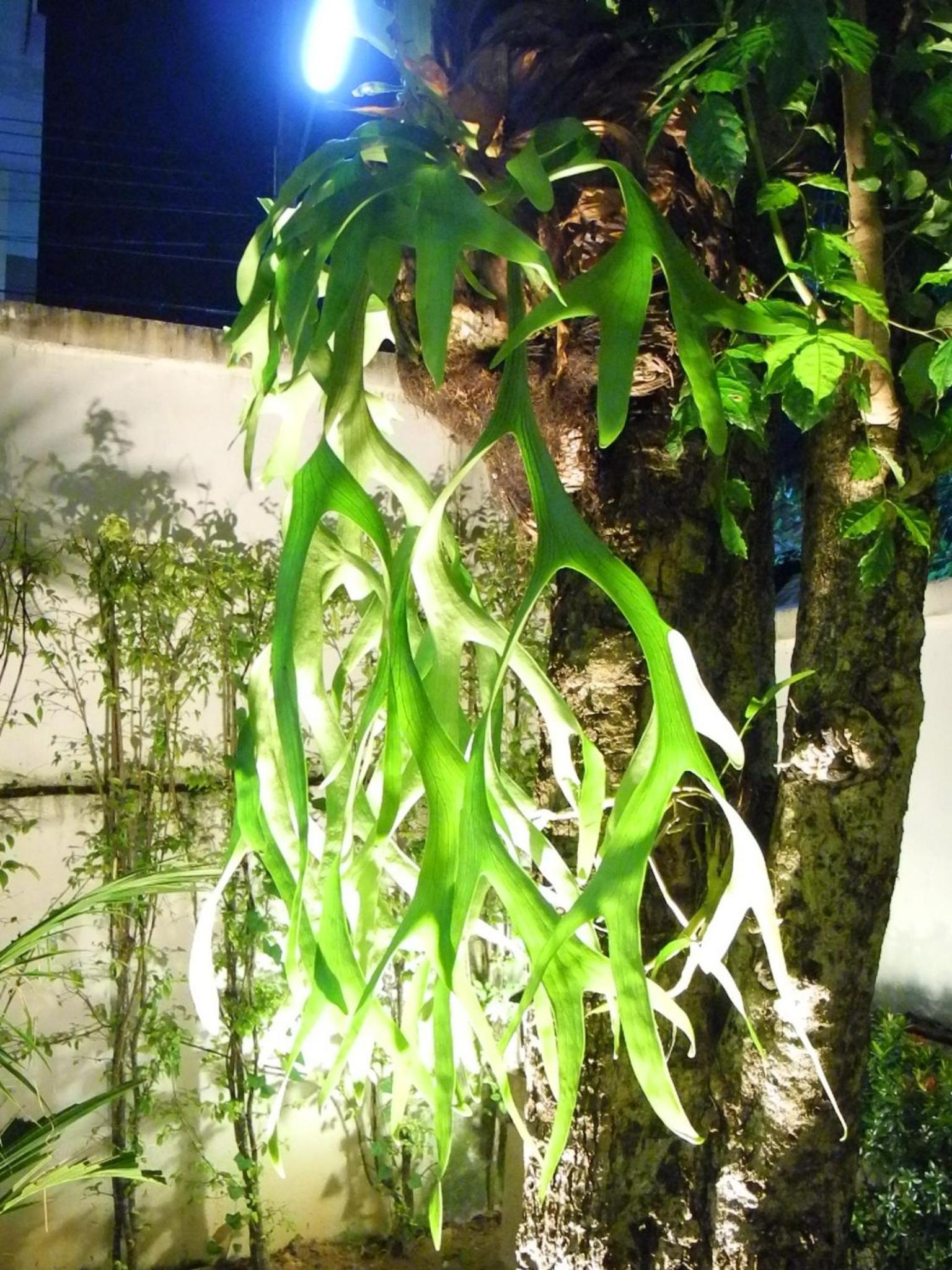 Green House Phuket