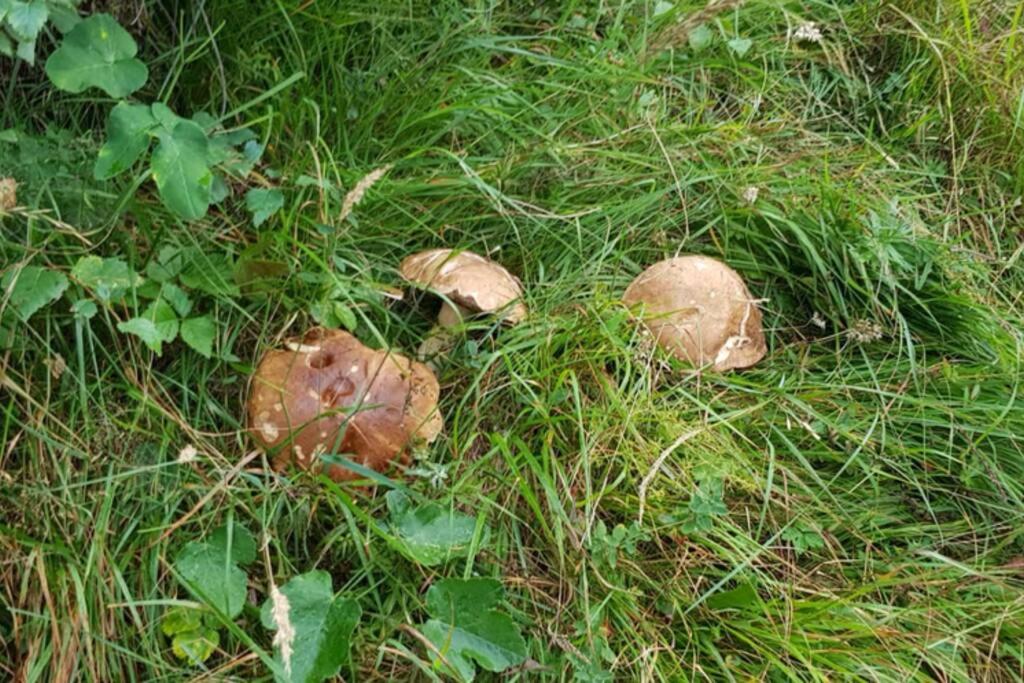 Photo 44