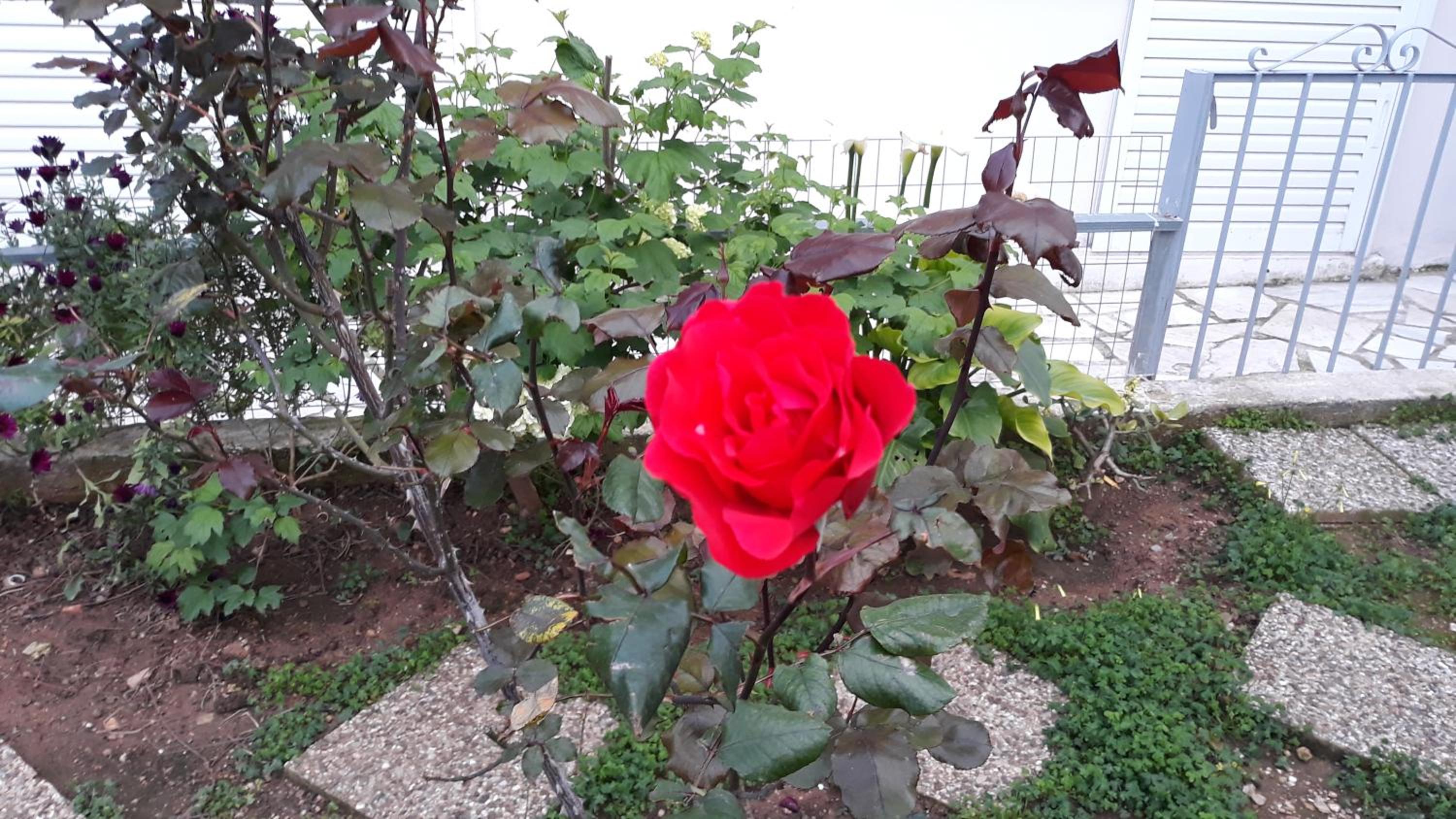 Photo 35