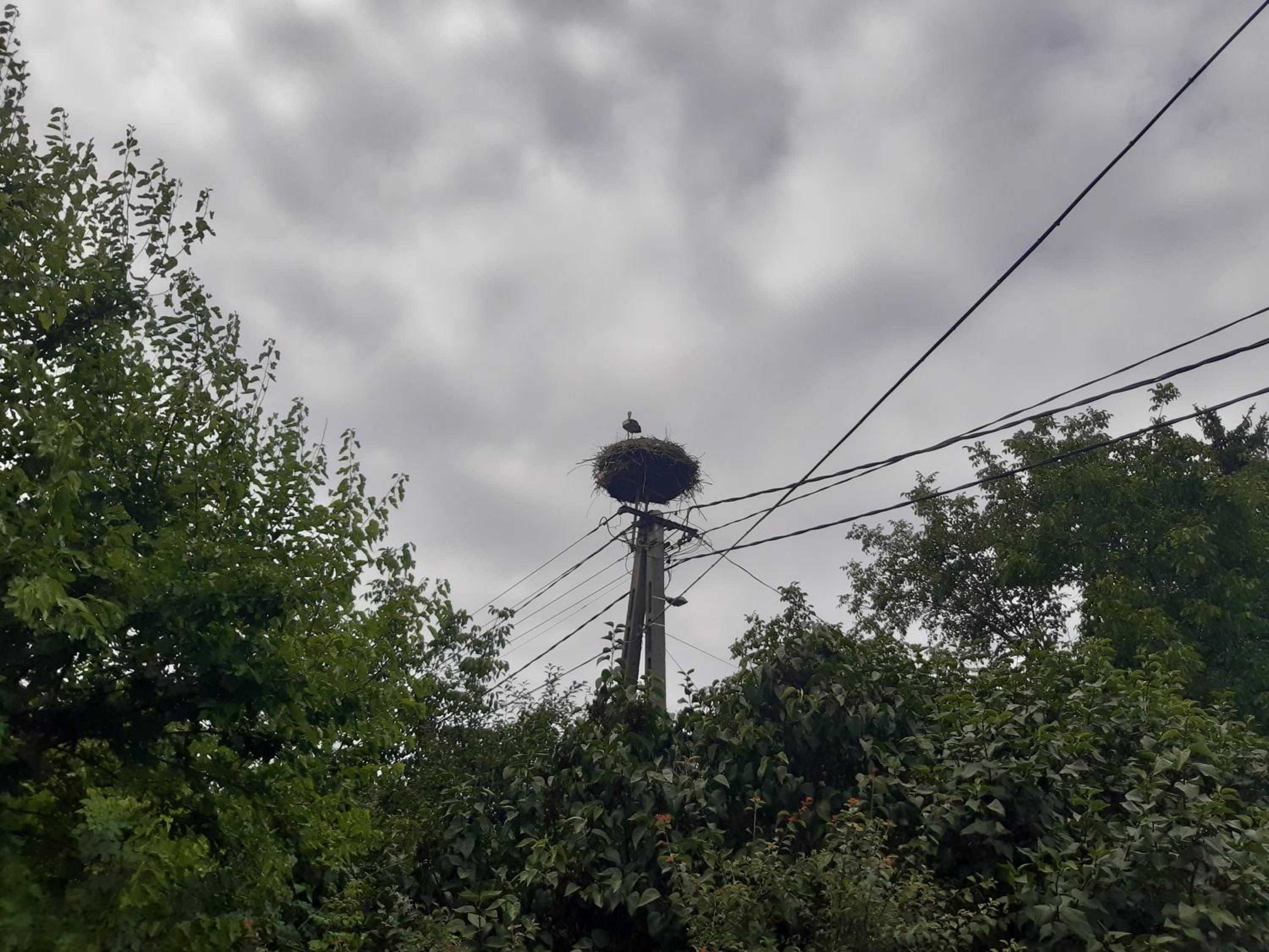 Photo 46